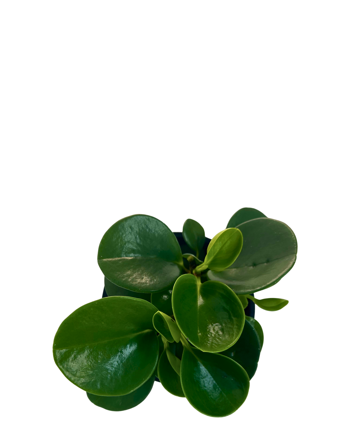 Peperomia Obtusifolia Jade