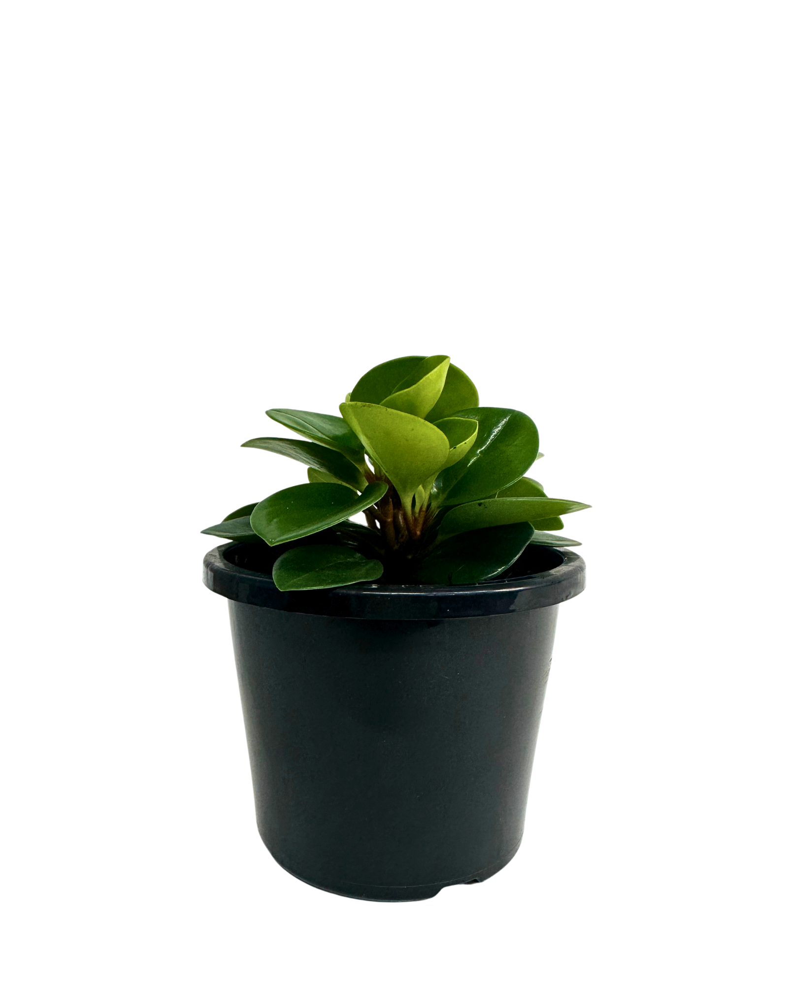 Peperomia Obtusifolia