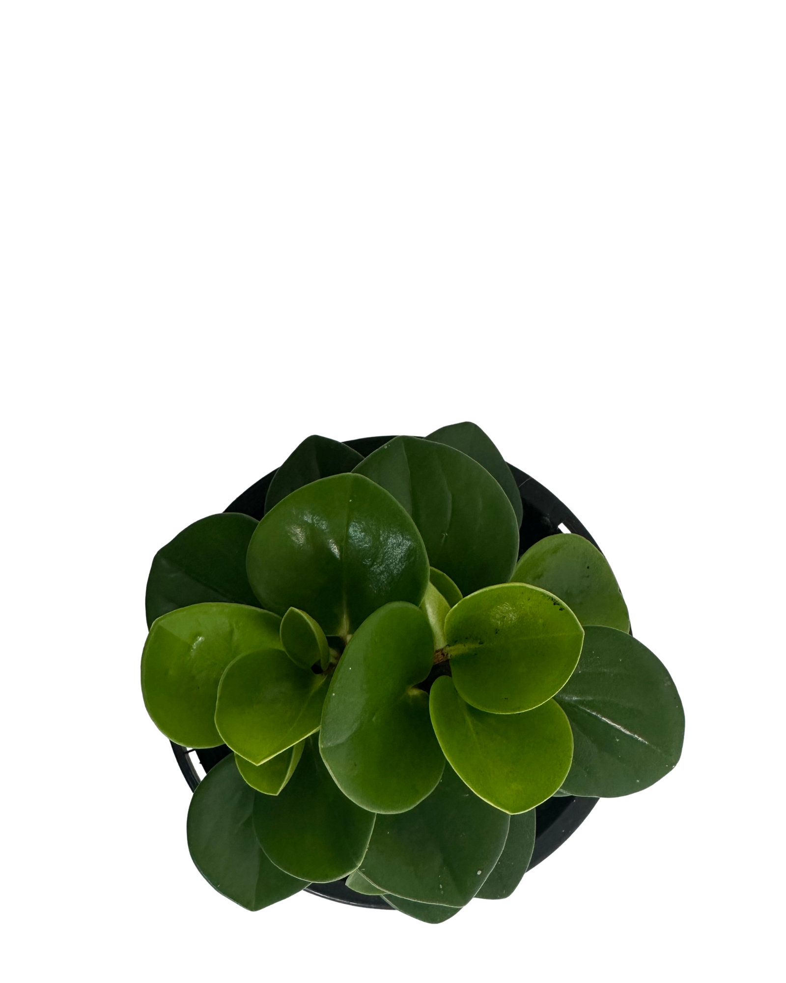 Peperomia Obtusifolia