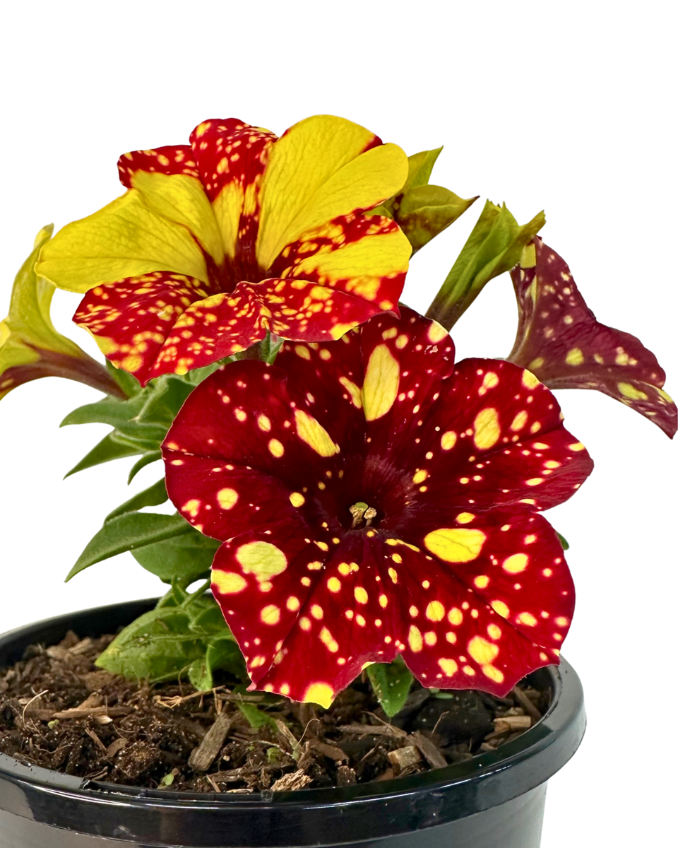 Petunia Festive Sky