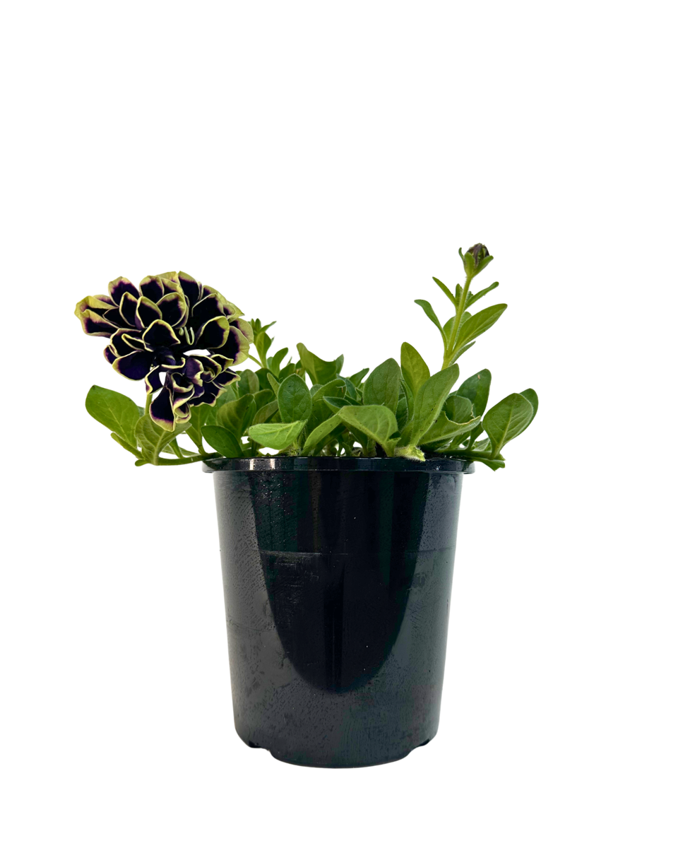 Petunia Midnight Gold