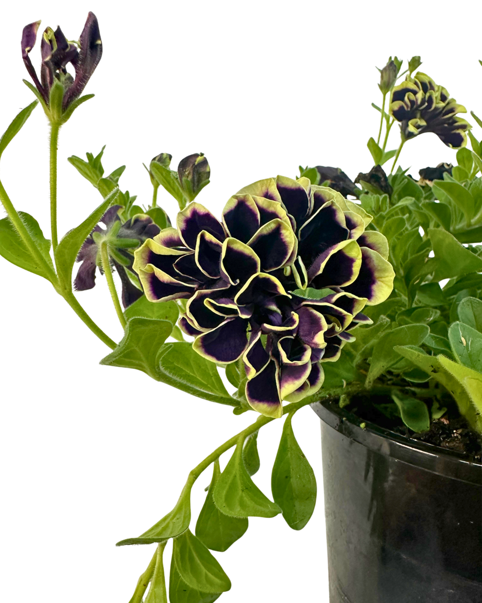 Petunia Midnight Gold