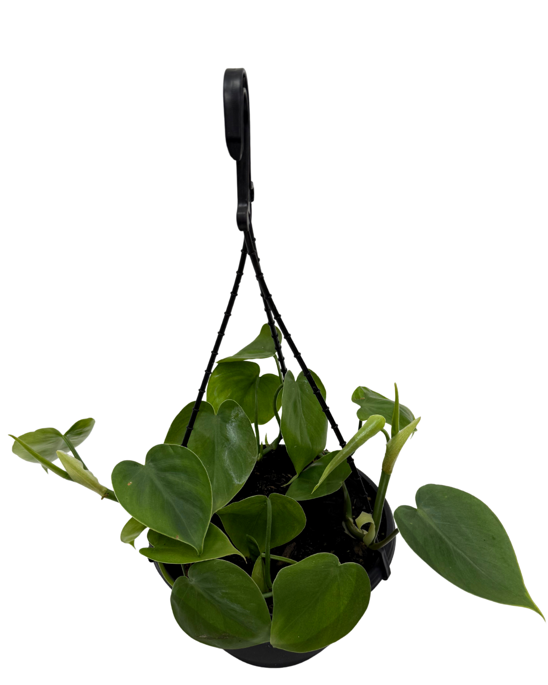 Philodendron Cordatum - Hanging Basket