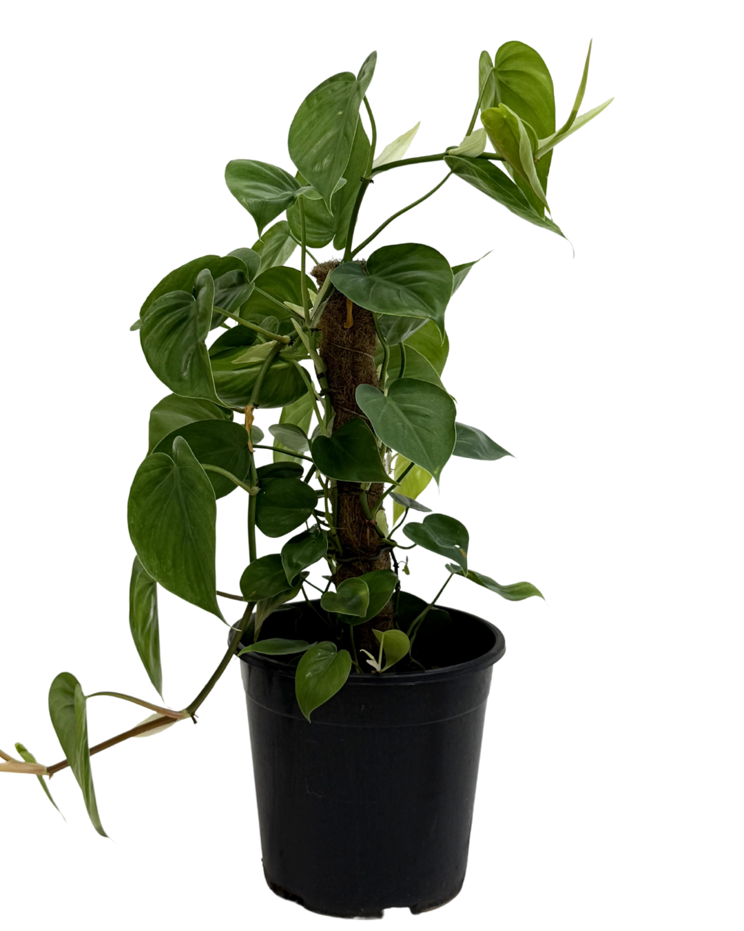 Philodendron Cordatum - Totem