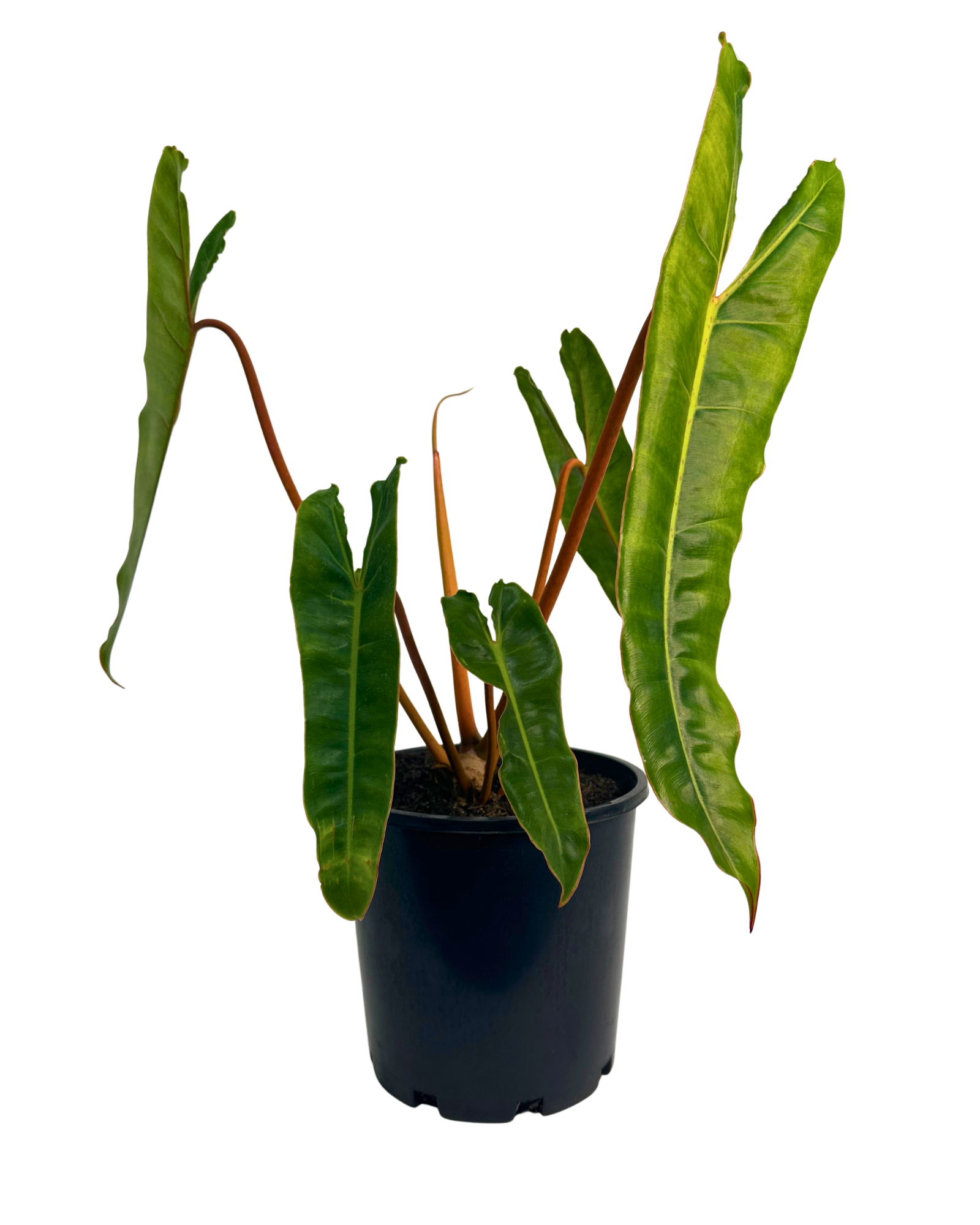 Philodendron Billietiae