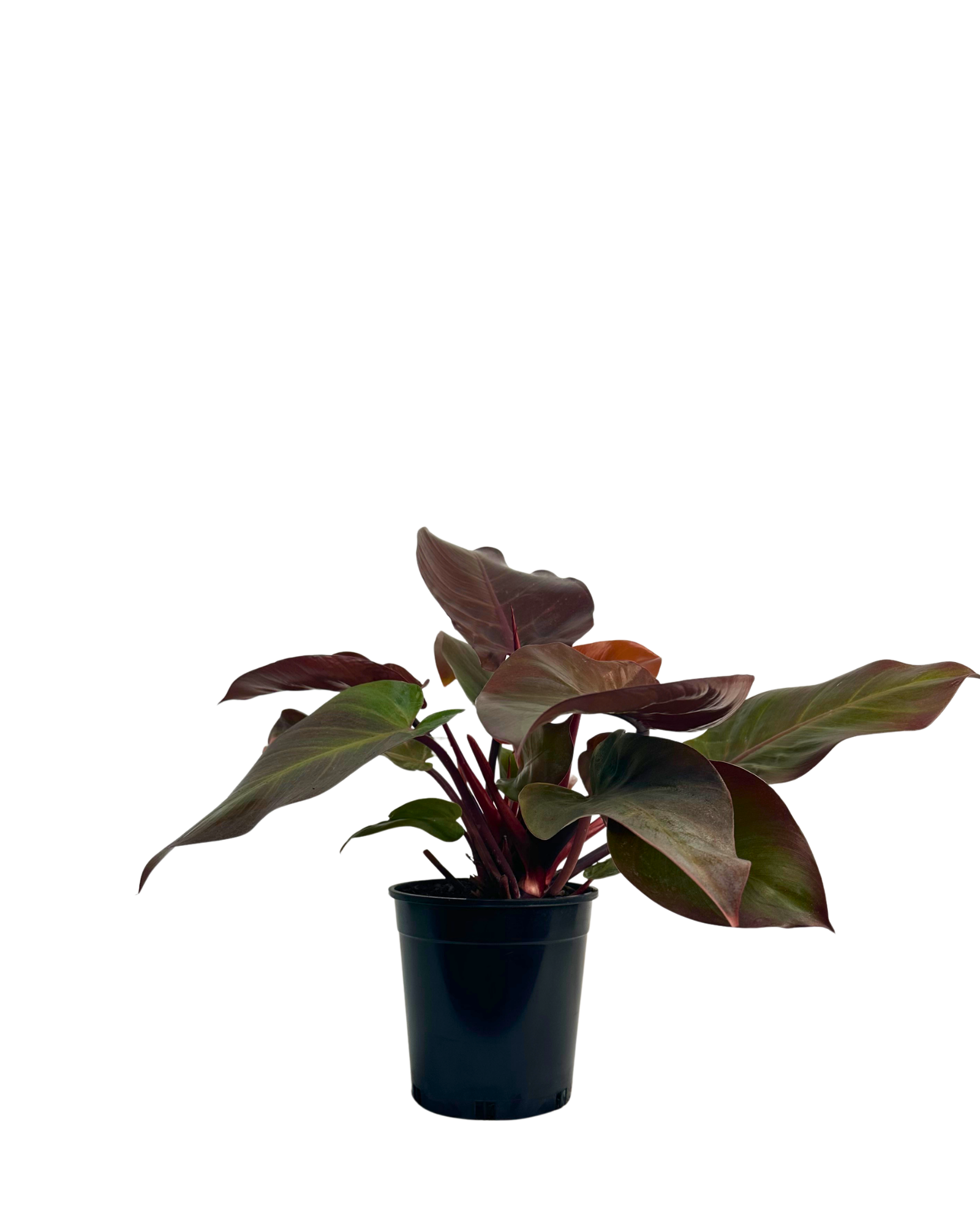 Philodendron Prince of Orange