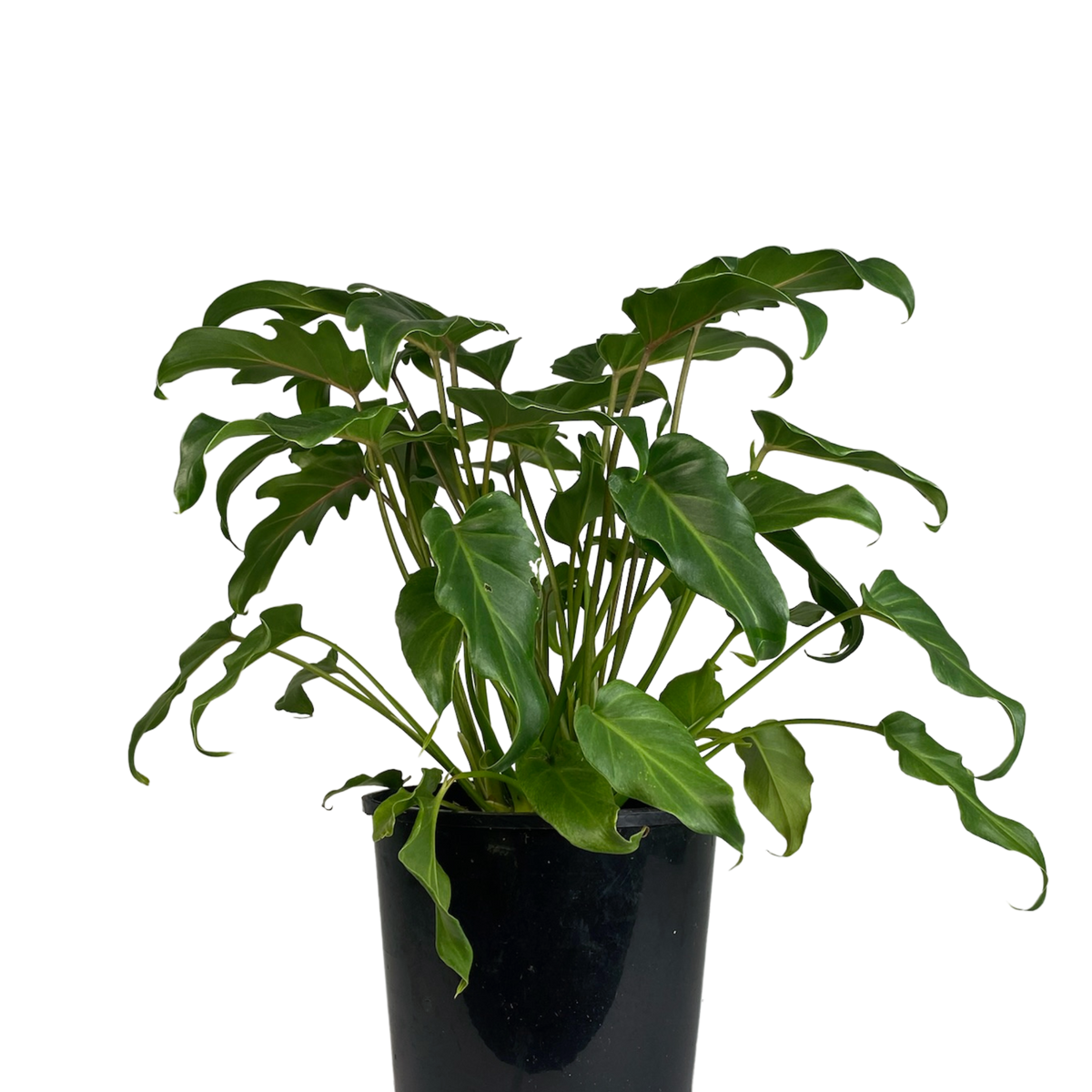 Philodendron Xanadu | Indoor Plant Perth
