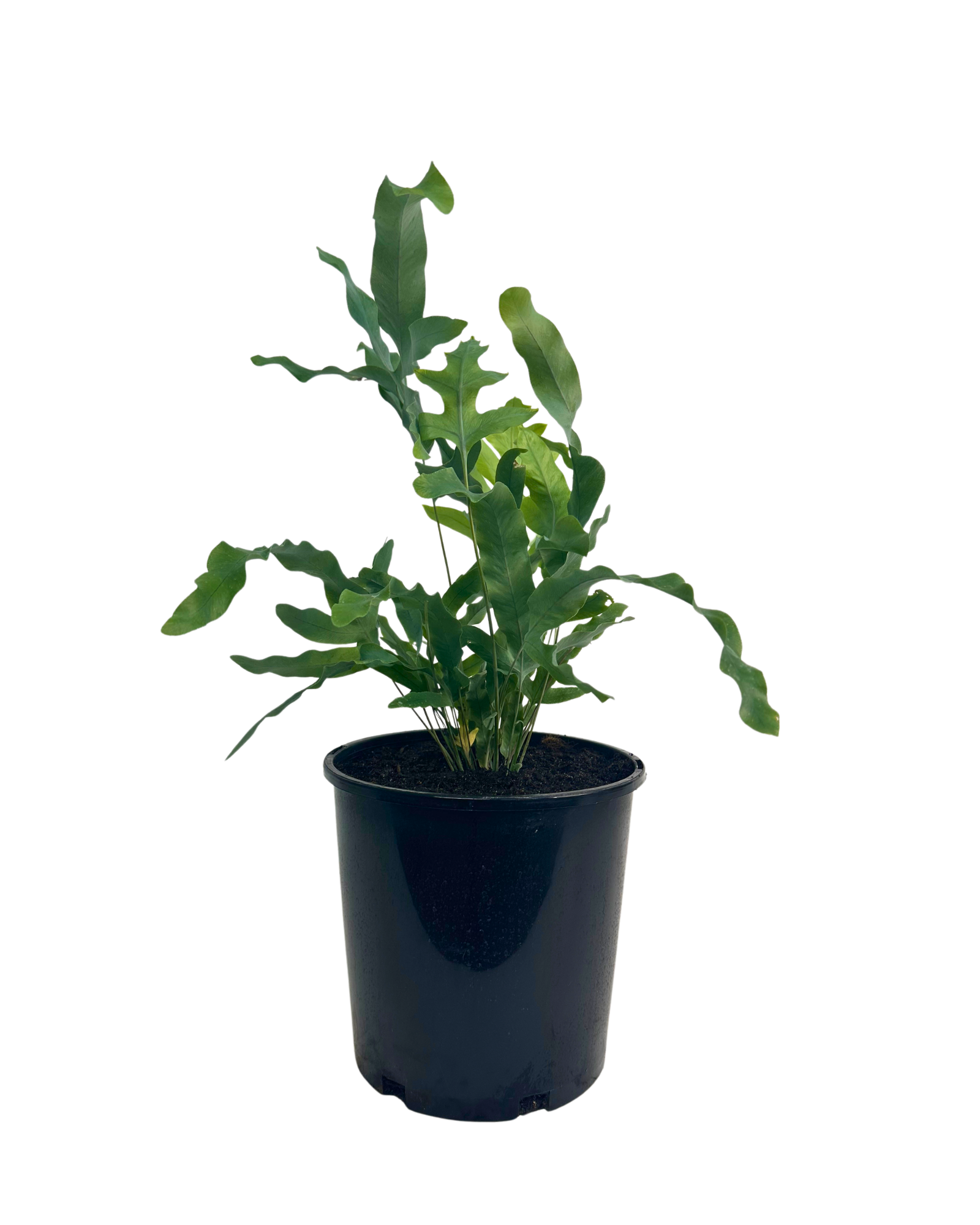 Phlebodium Blue Star