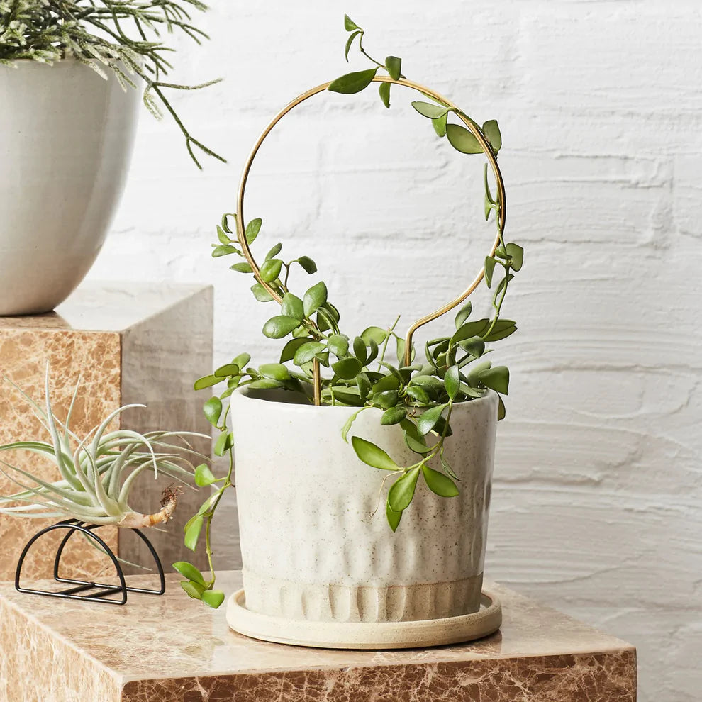 Ivy Muse Brass Plant Stake - Circle