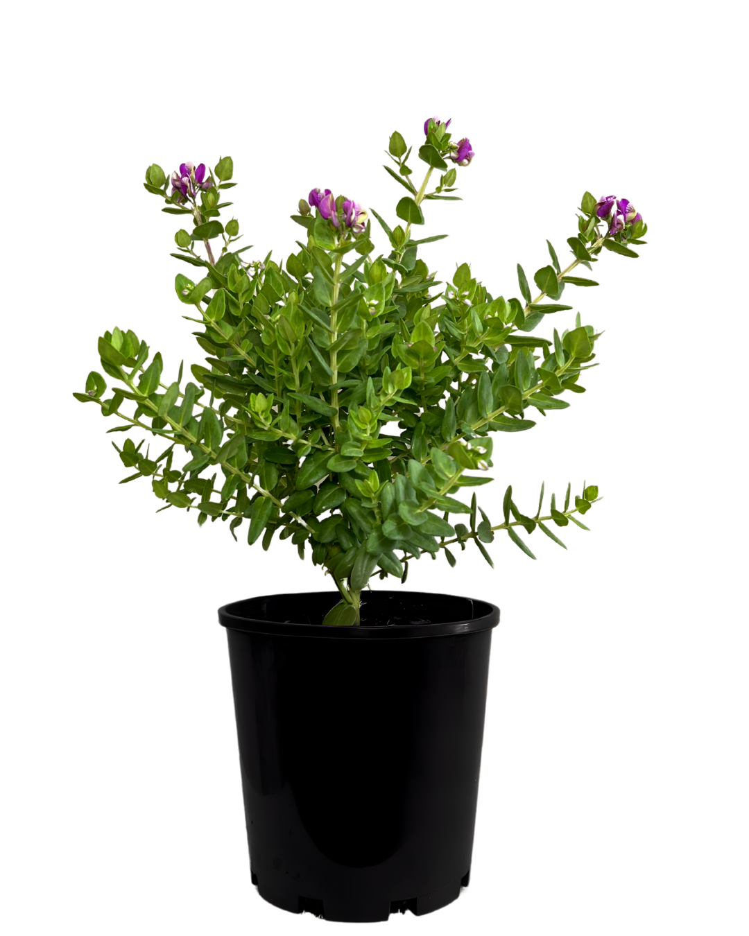 Polygala x Oppositifolia Little Polly