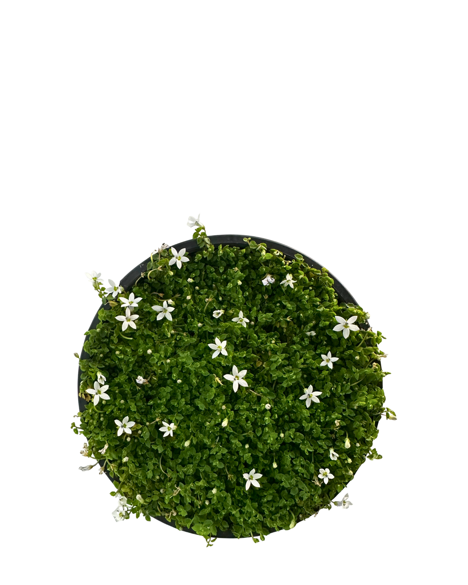 Pratia Pedunculata Alba