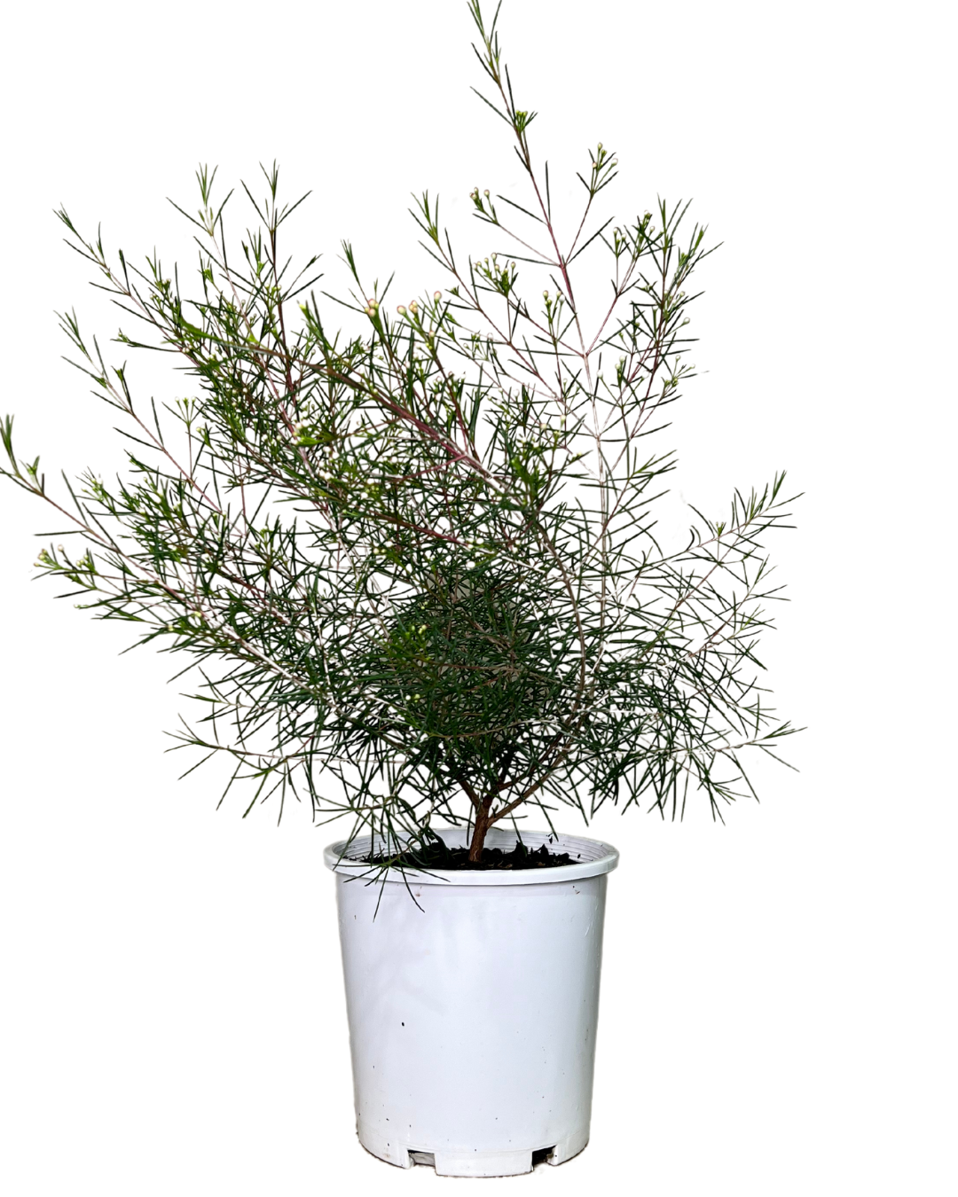 Geraldton Wax - Chamelaucium Purple Rain | Waldecks