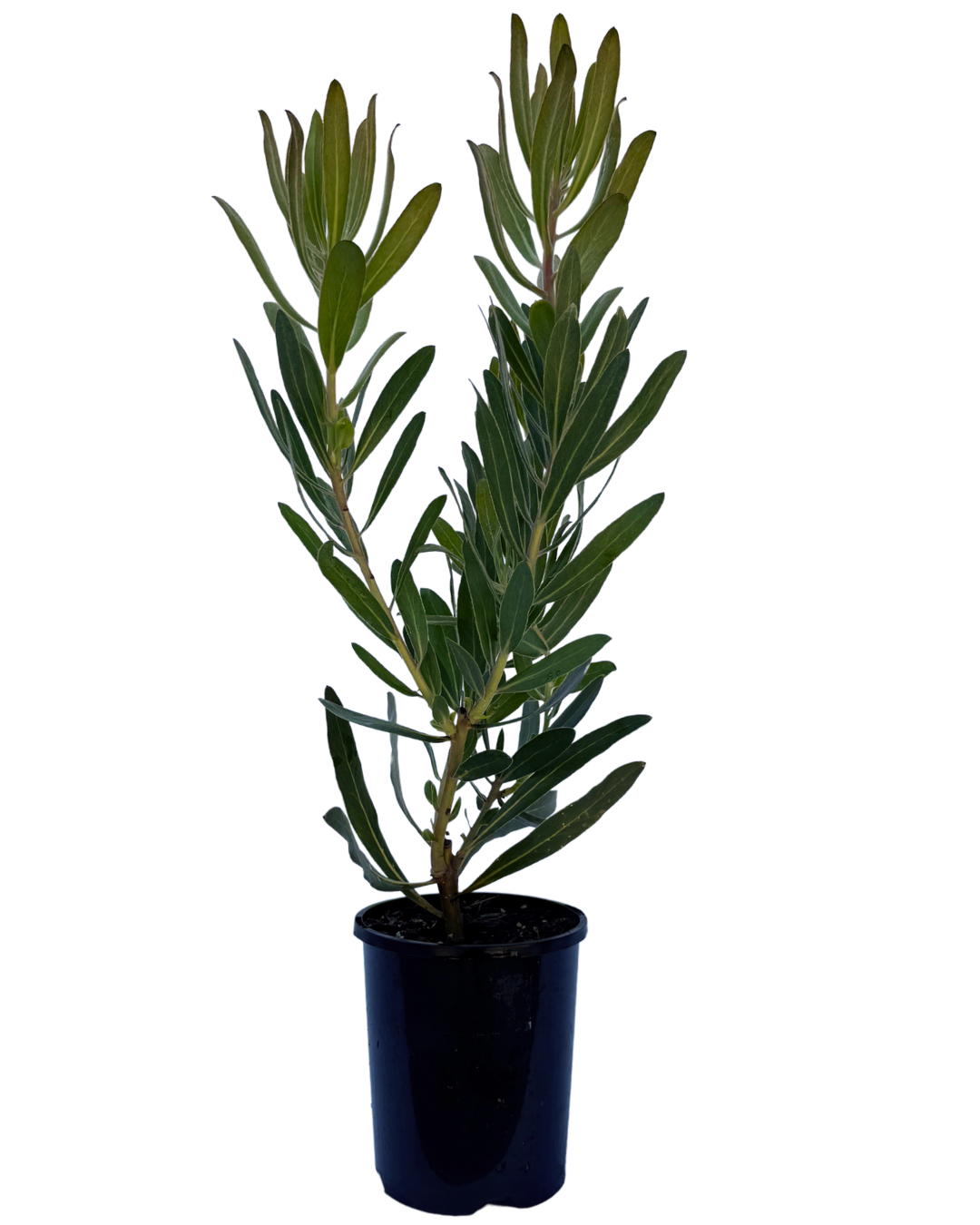 Protea Red Ice