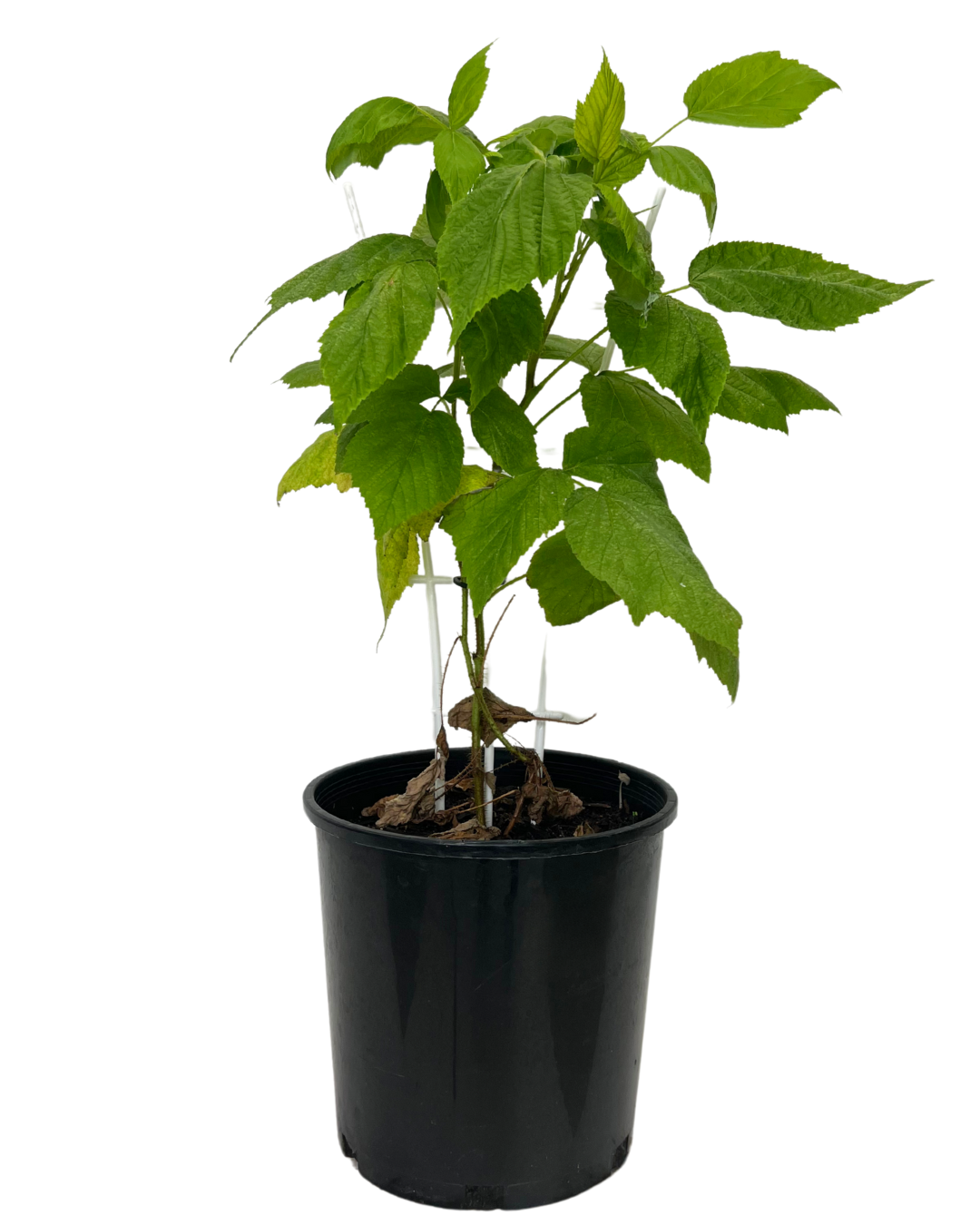 Mahogany Raspberry Children Raspberry Heritage