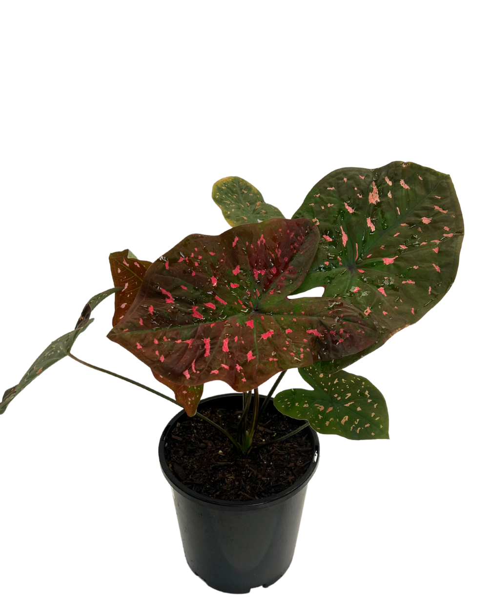 Caladium Raspberry Ripple | Indoor Plant Perth | Waldecks