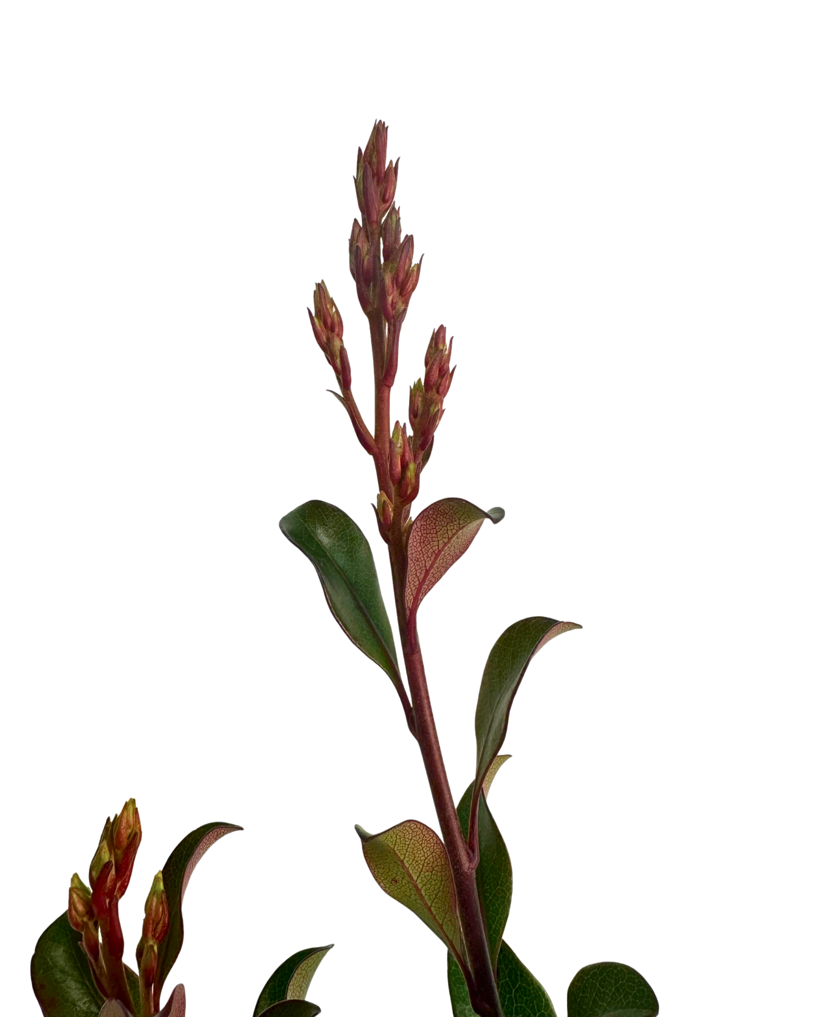 Rhaphiolepis Appleblossom