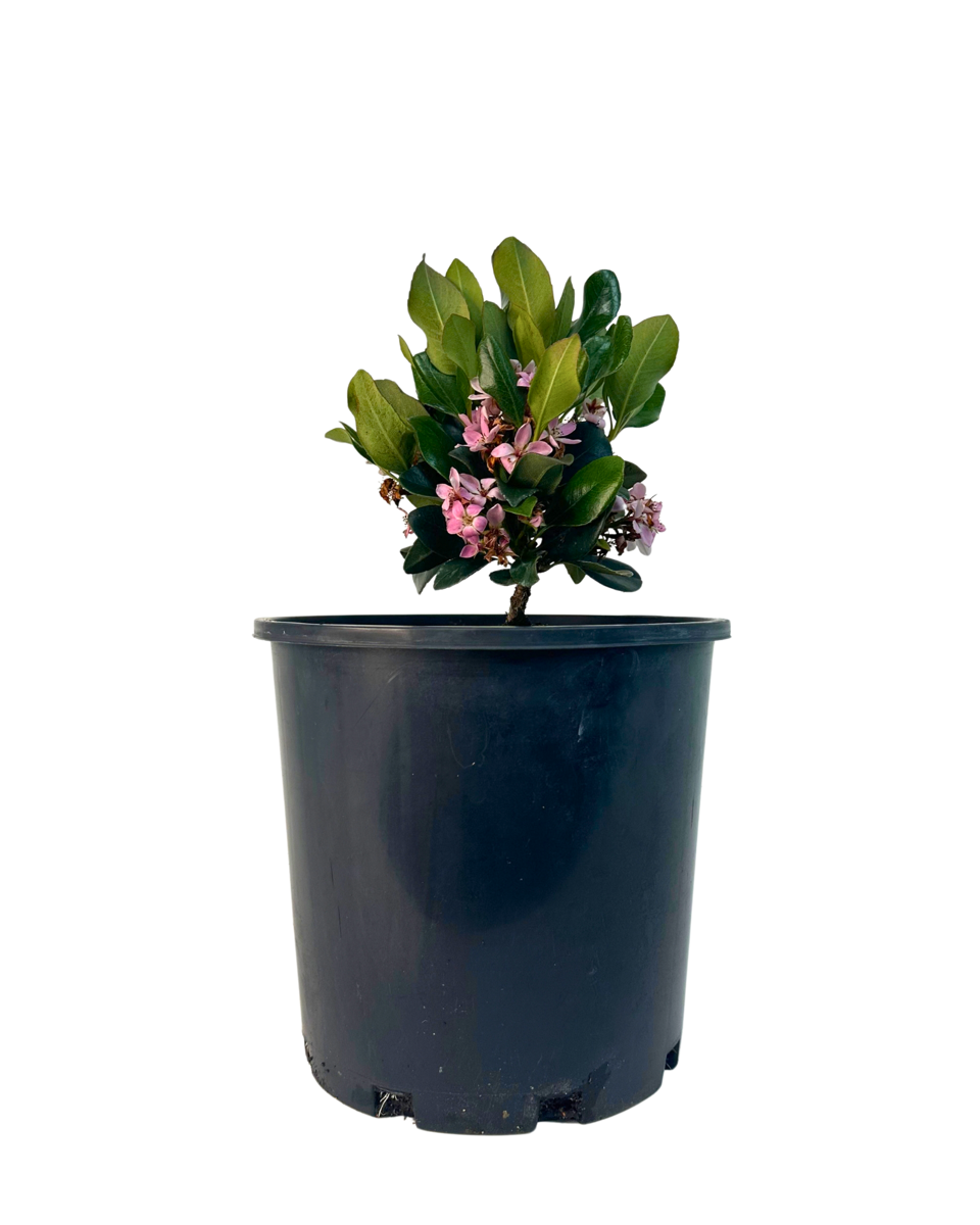 Rhaphiolepis Oriental Rose