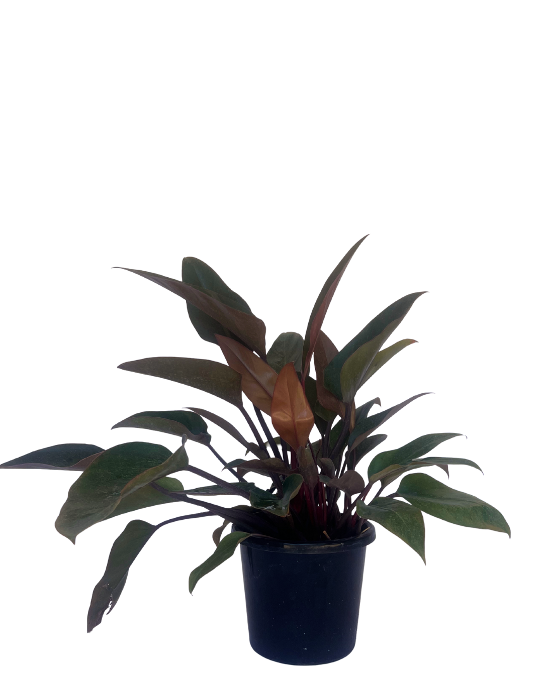 Philodendron Rojo Congo