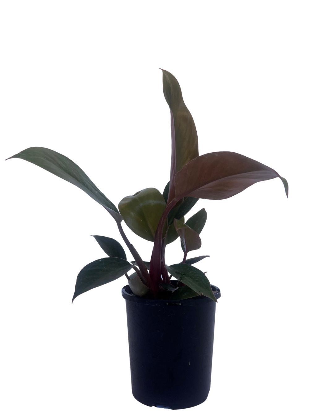 Philodendron Rojo Congo