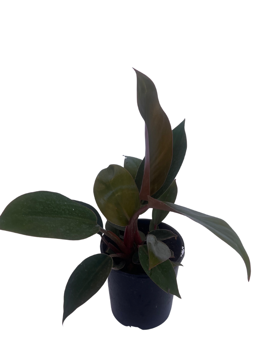 Philodendron Rojo Congo