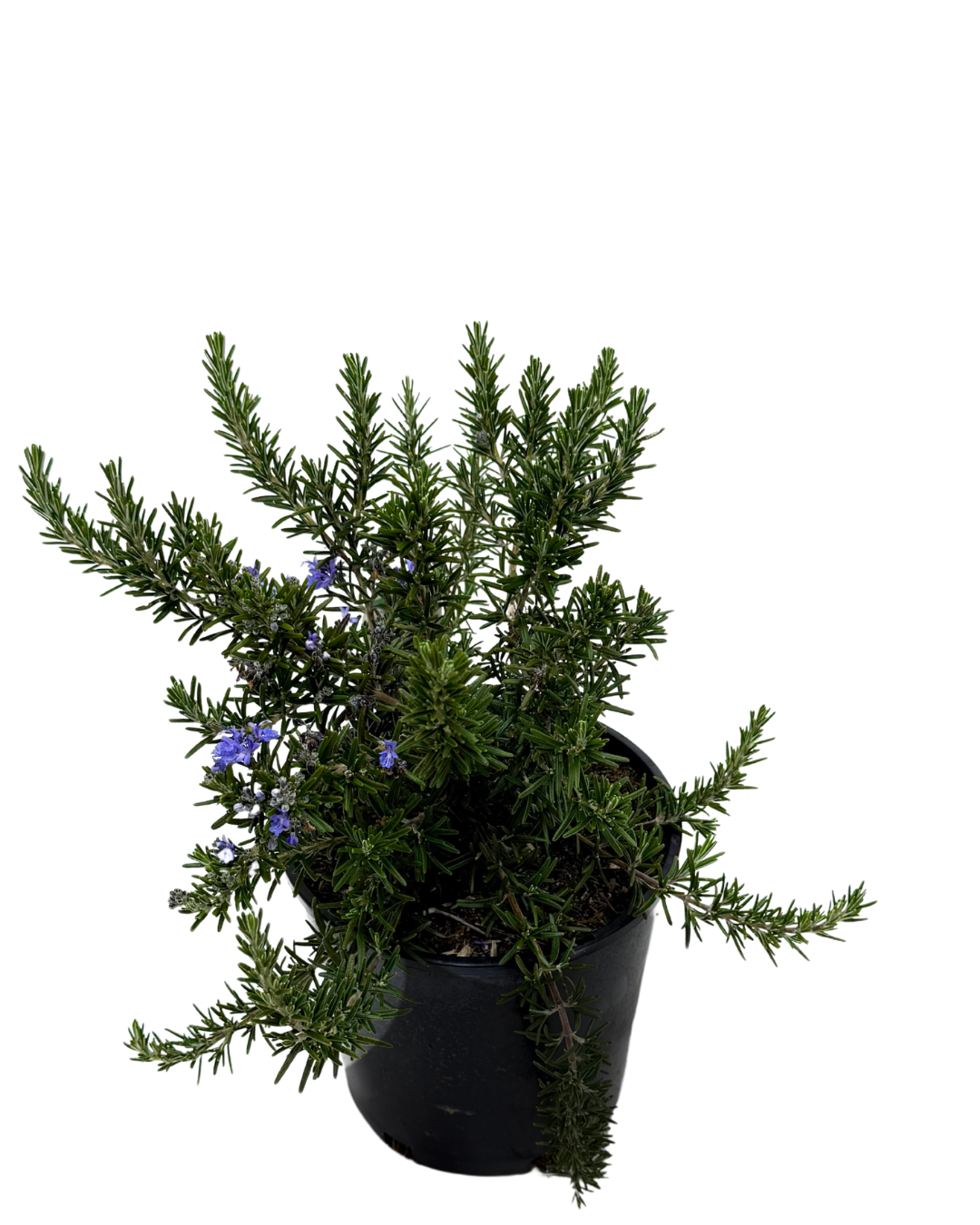 Rosmarinus Blue Lagoon