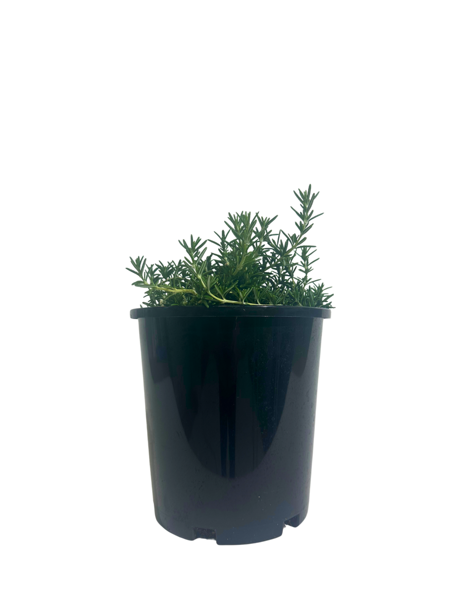 Rosmarinus Prostrata