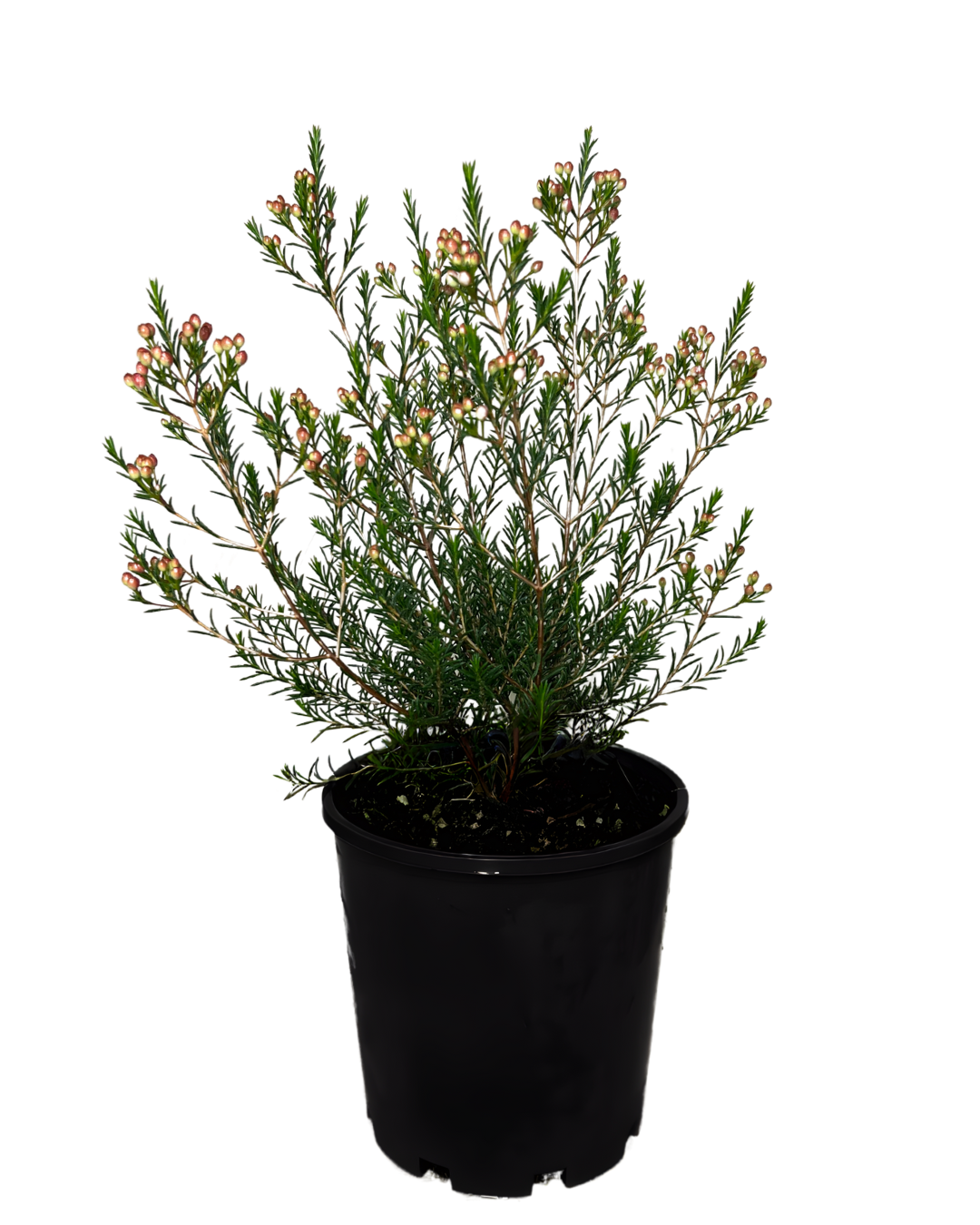 Geraldton Wax - Chamelaucium Rubys Delight