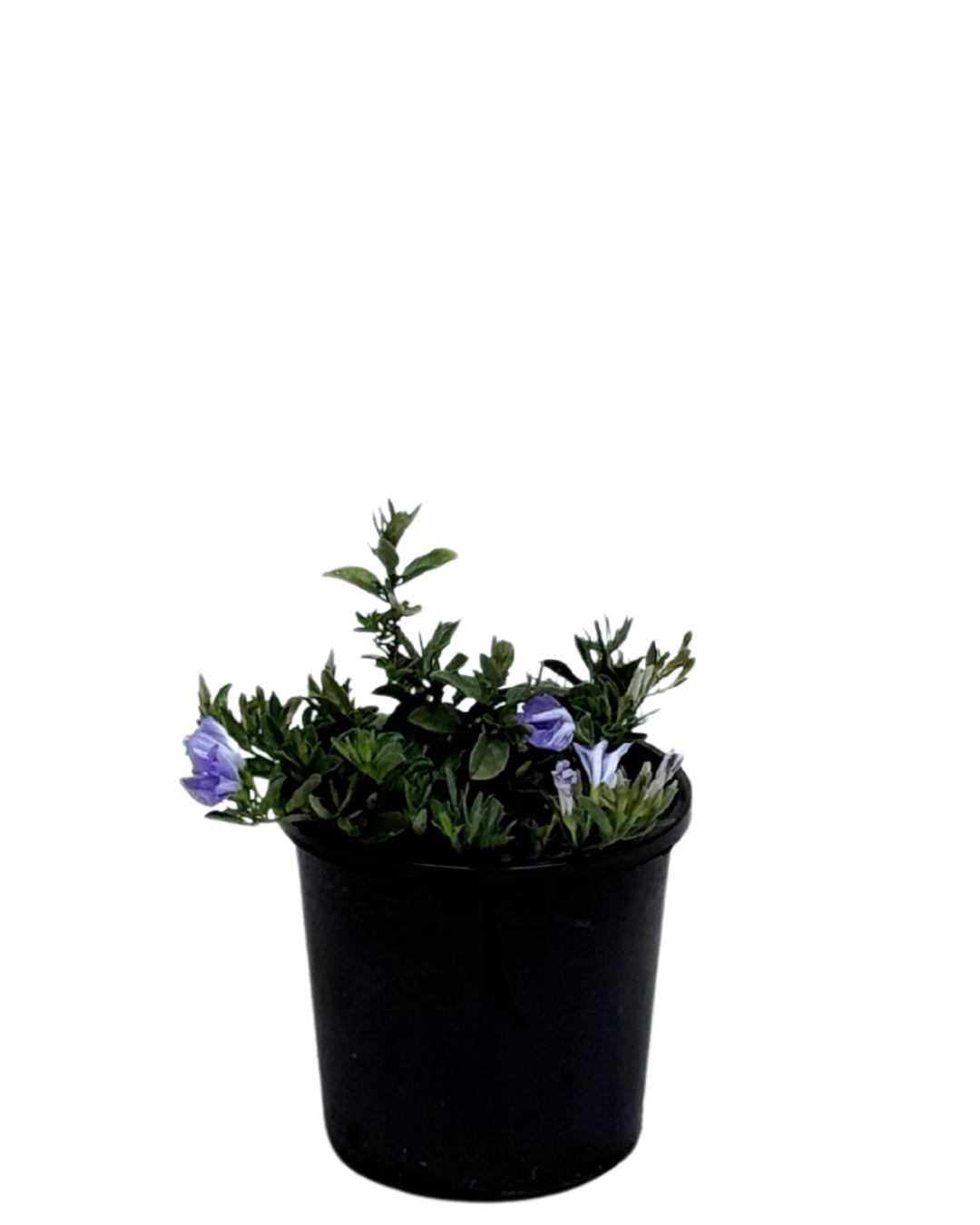 Convolvulus Early Blue