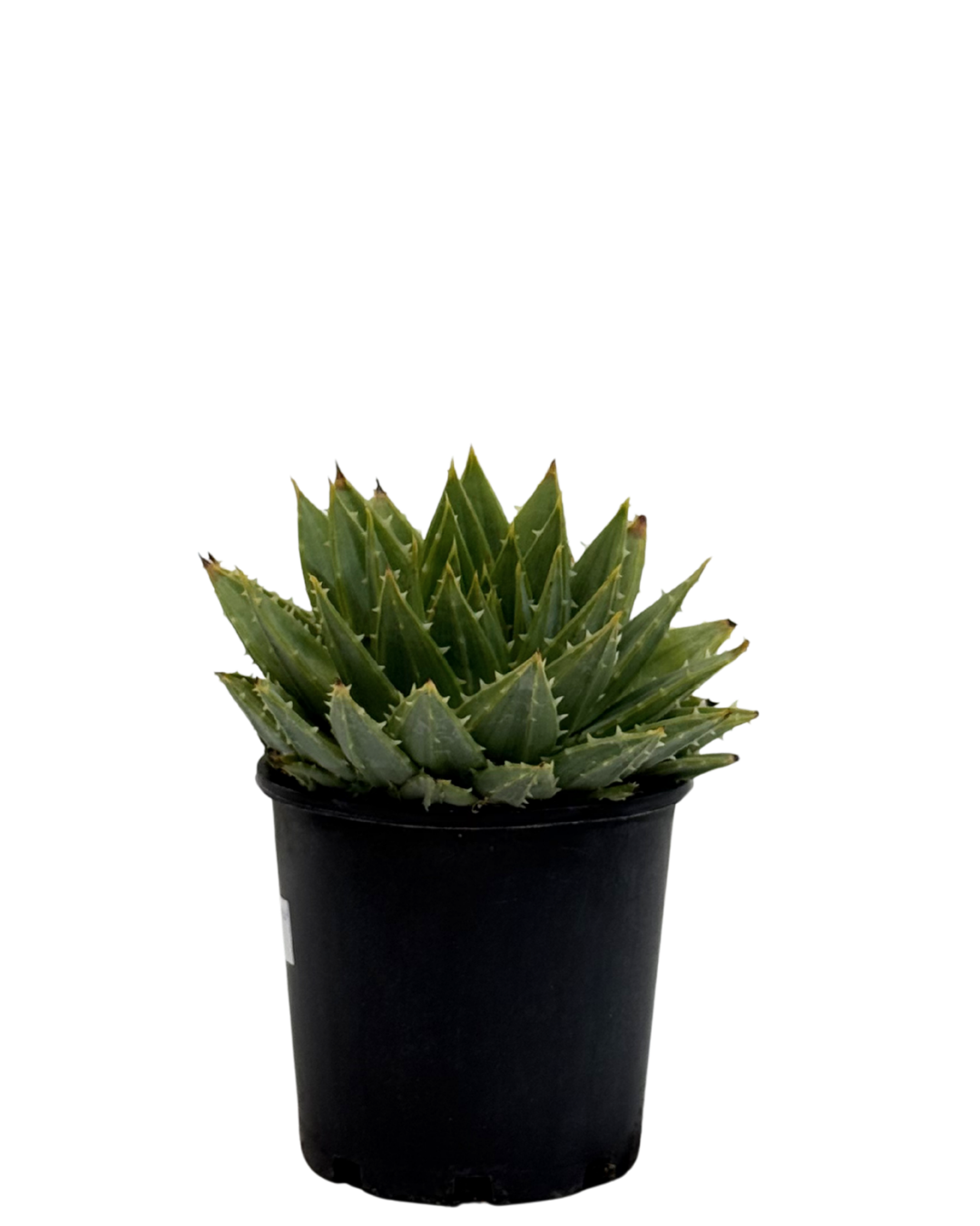 Aloe Polyphylla