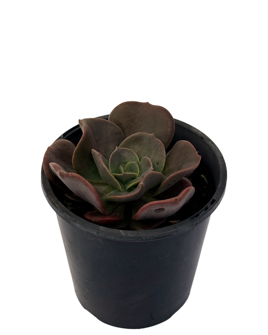 Echeveria Blue Metal