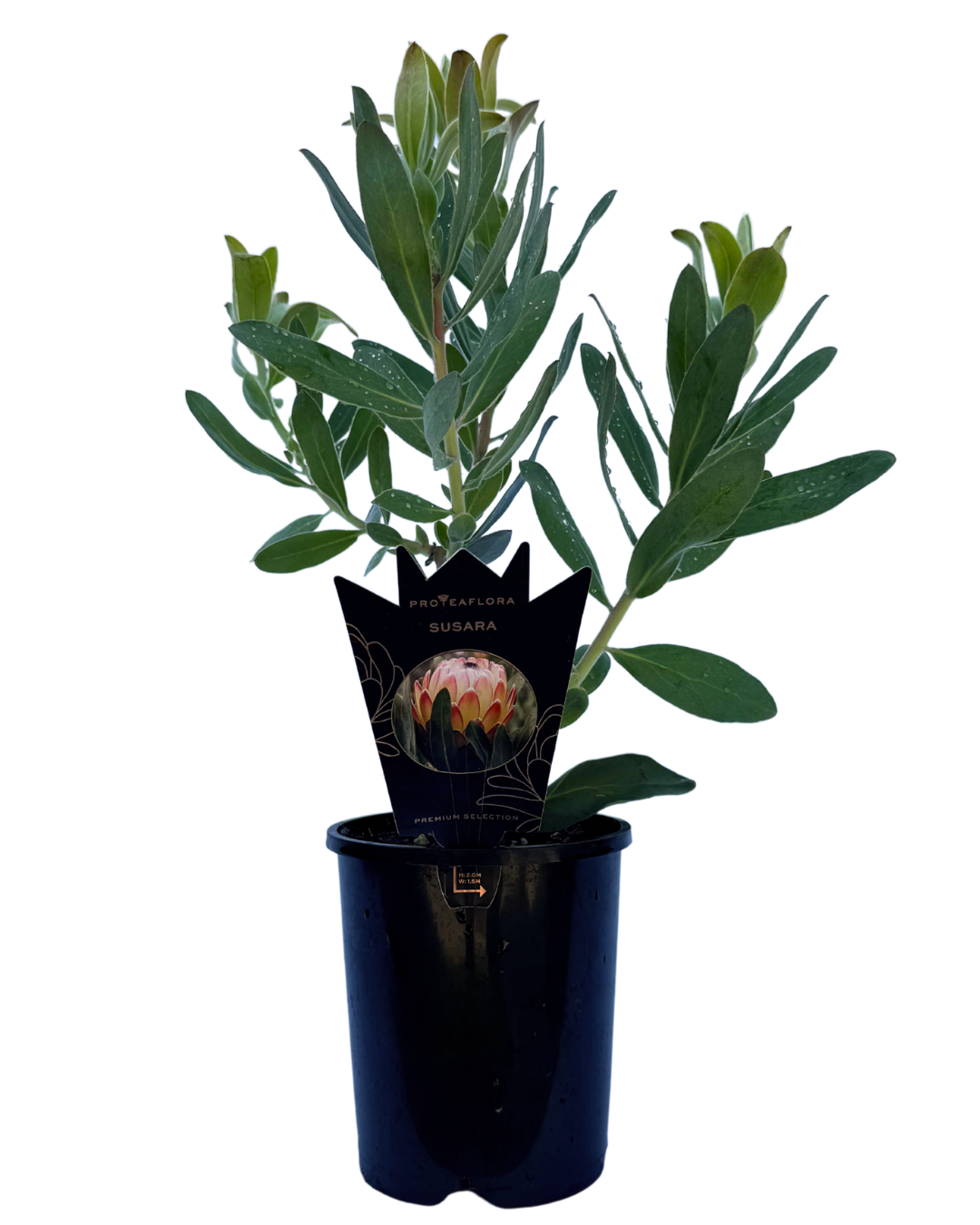 Protea Susara