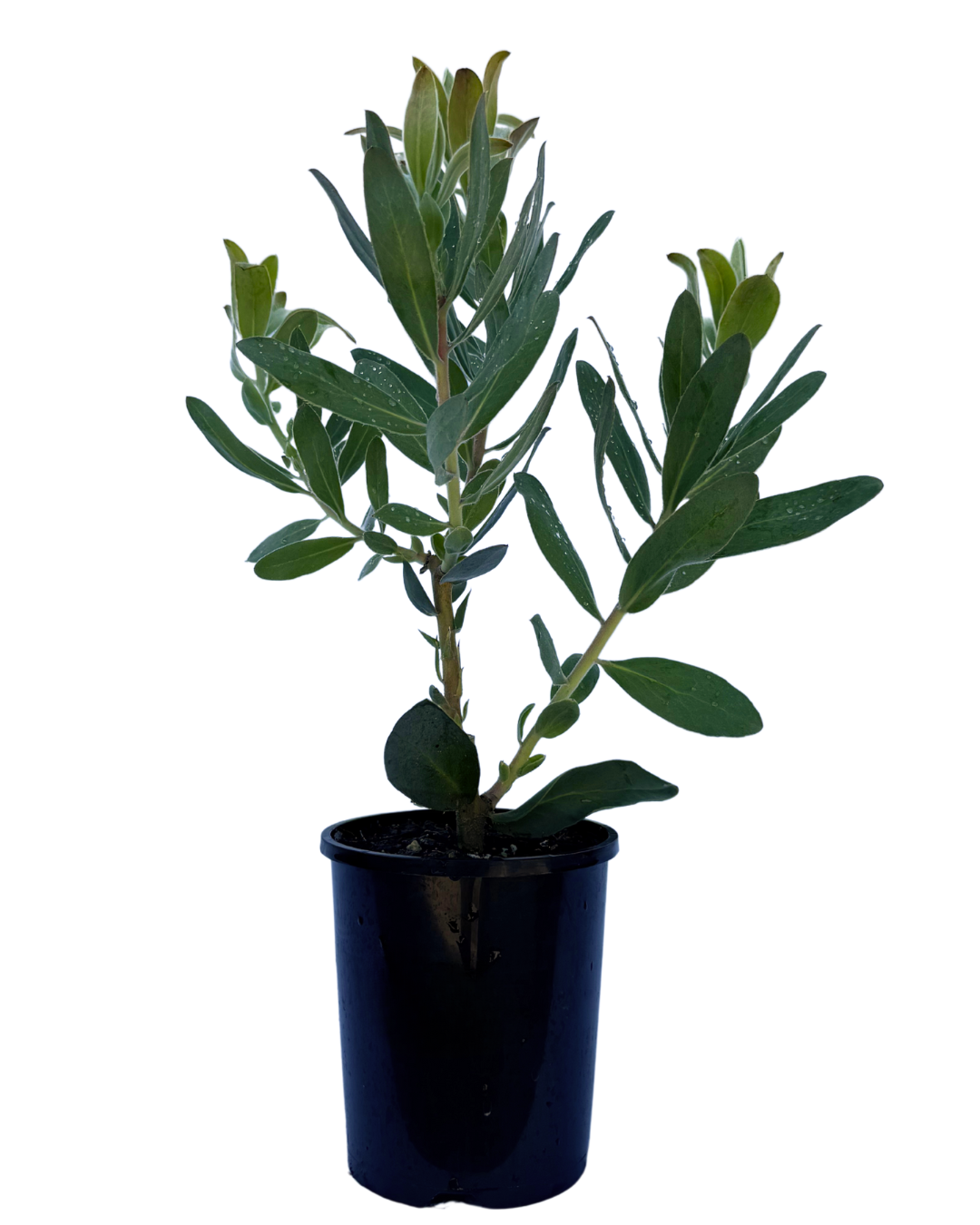 Protea Susara