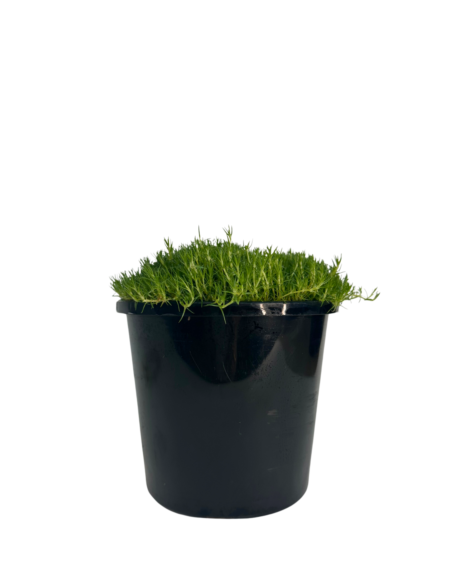 Pearlwort Irish Moss - Sagina Subulata Green