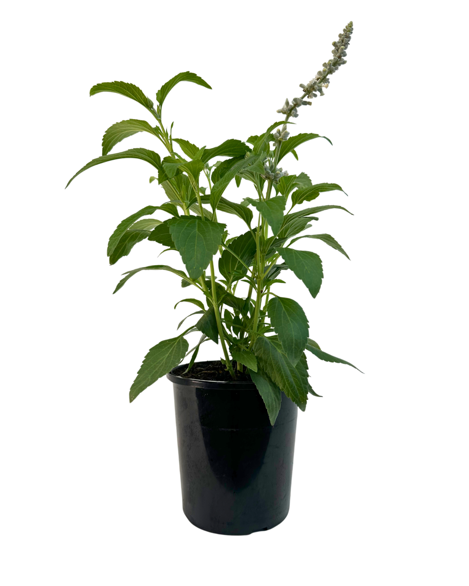 Salvia White Flame