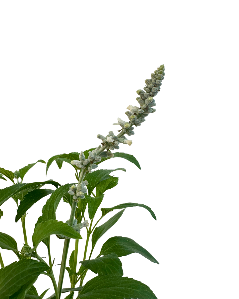 Salvia White Flame