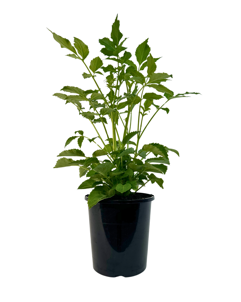 Sambucus Elderberry Purple