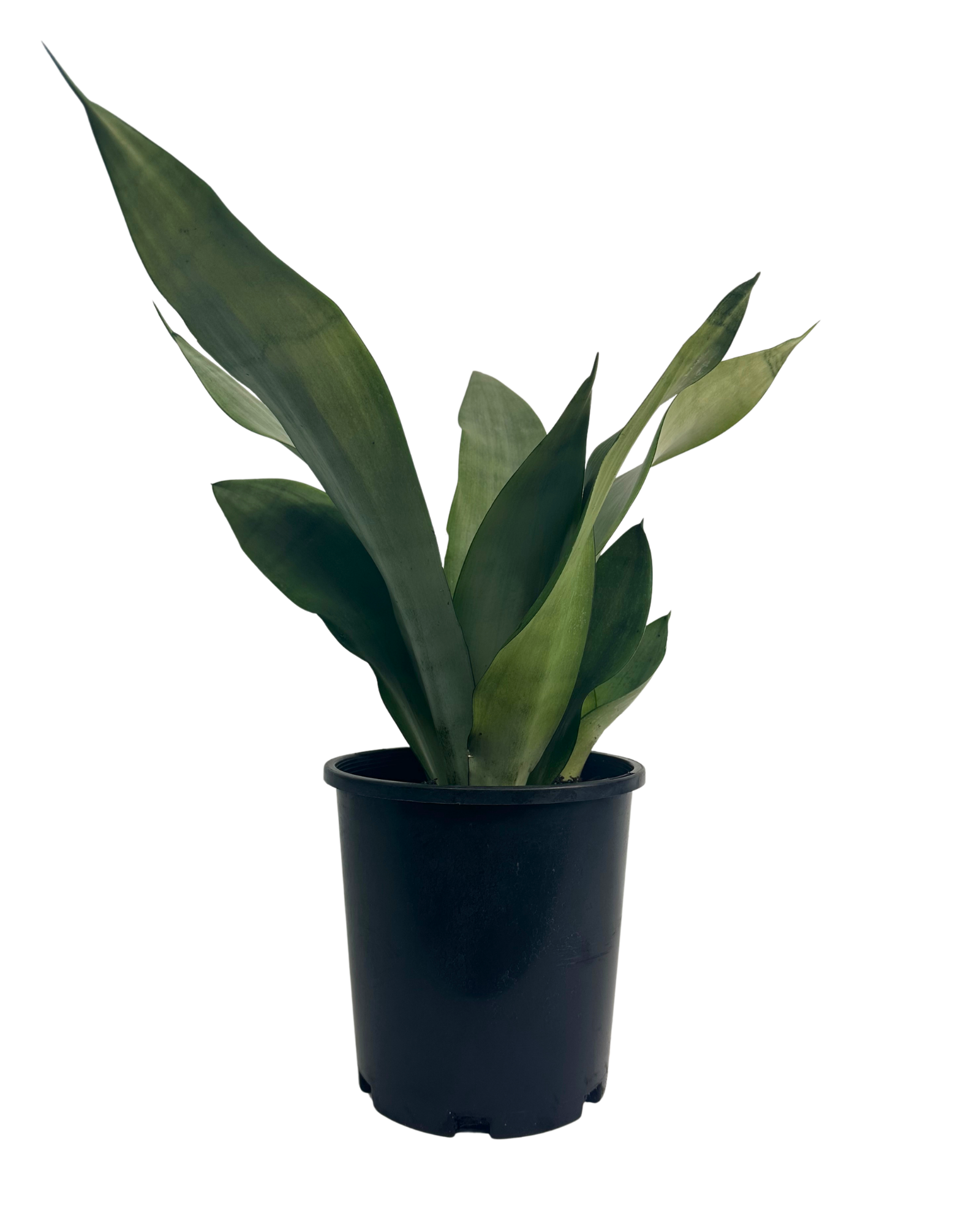 Sansevieria Moonshine