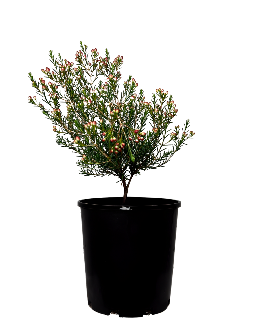 Geraldton Wax - Chamelaucium Sarahs Delight