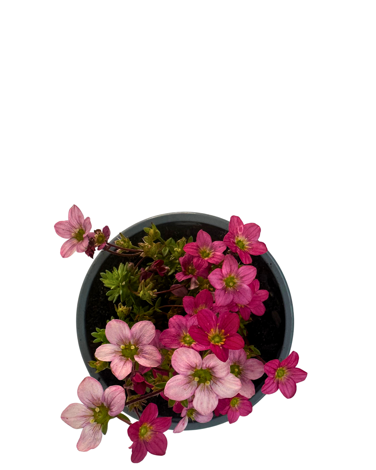 Saxifraga Alpino Early Carnival