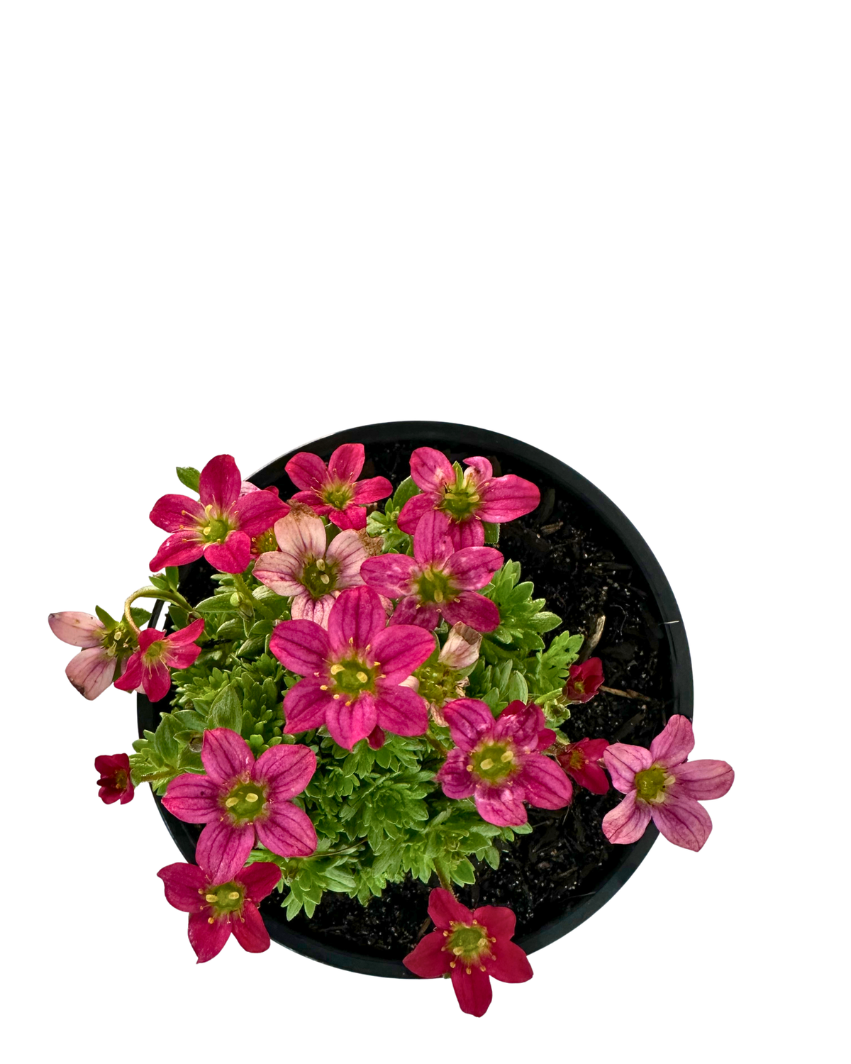 Saxifraga Alpino Rose