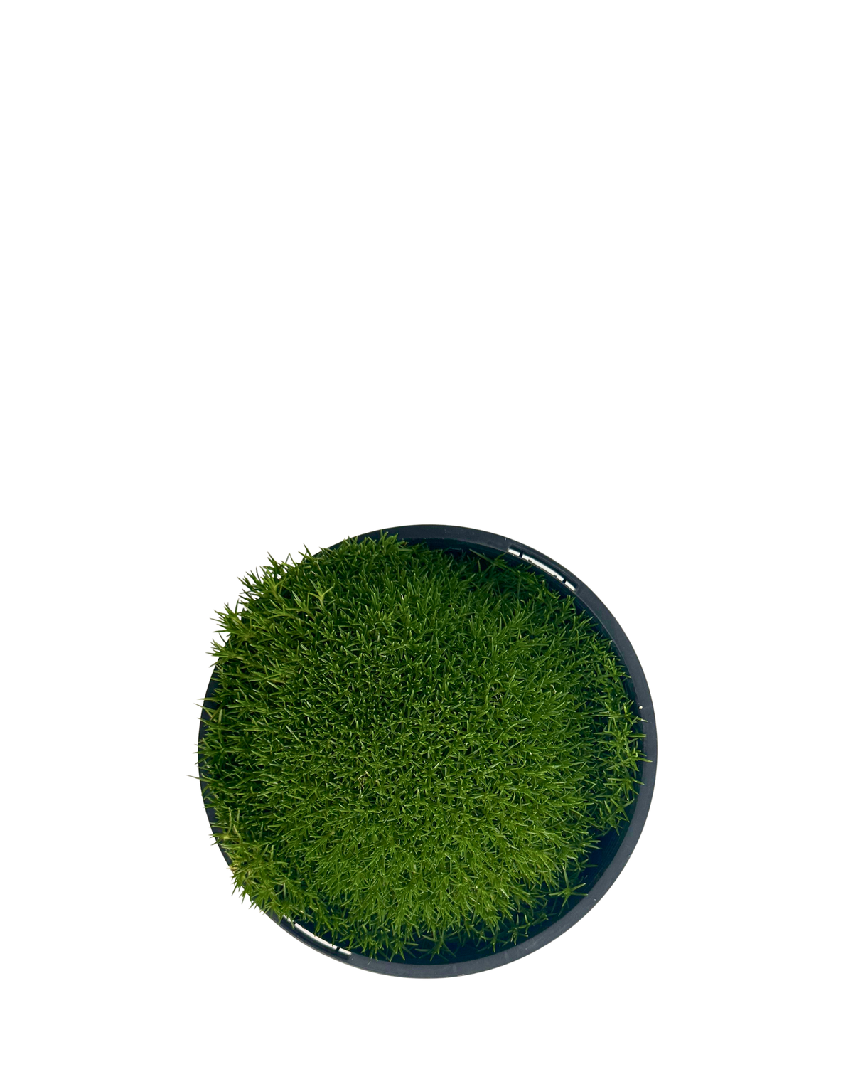 Scleranthus Lime Lava