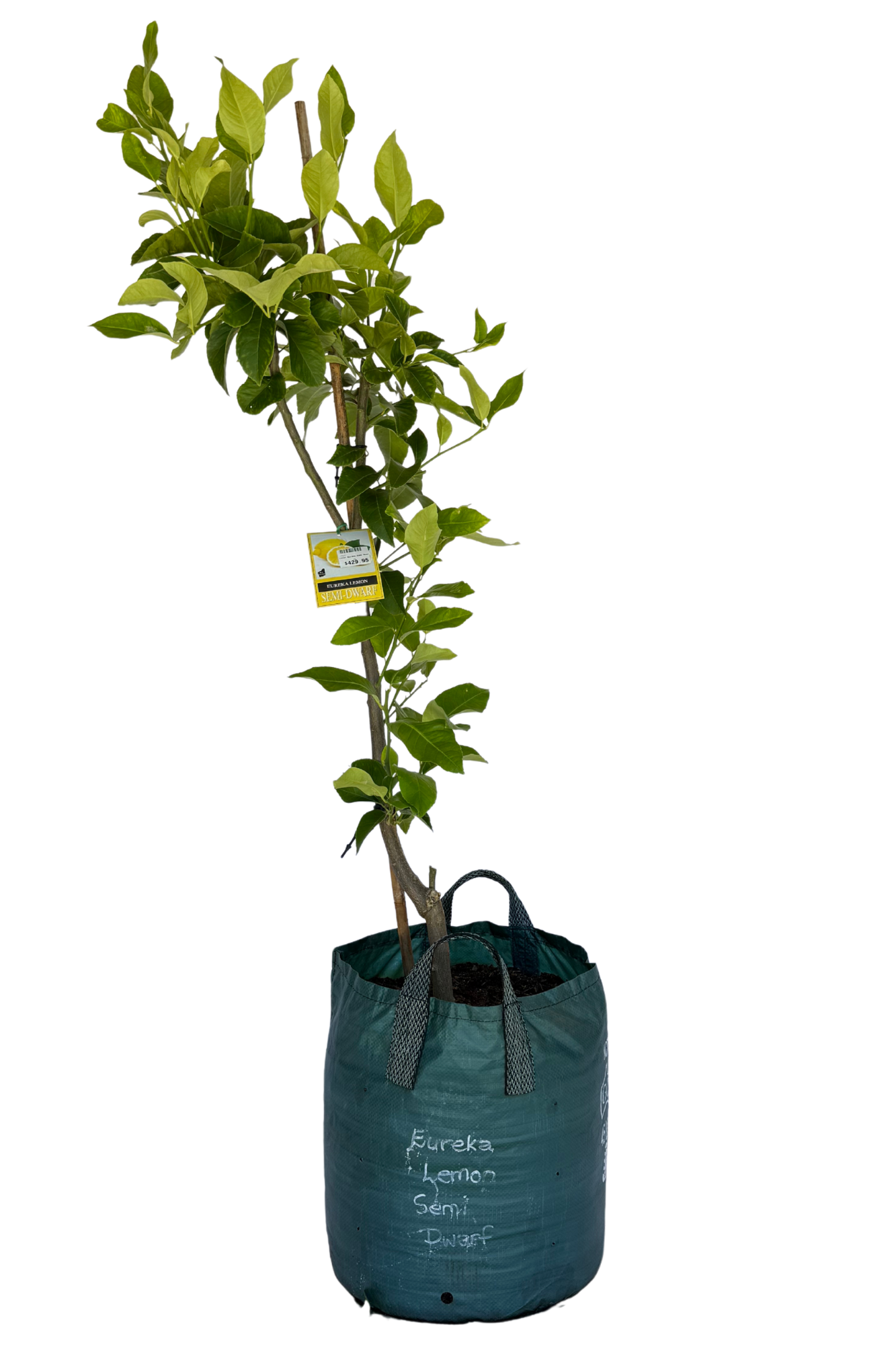 Lemon Eureka Semi Dwarf