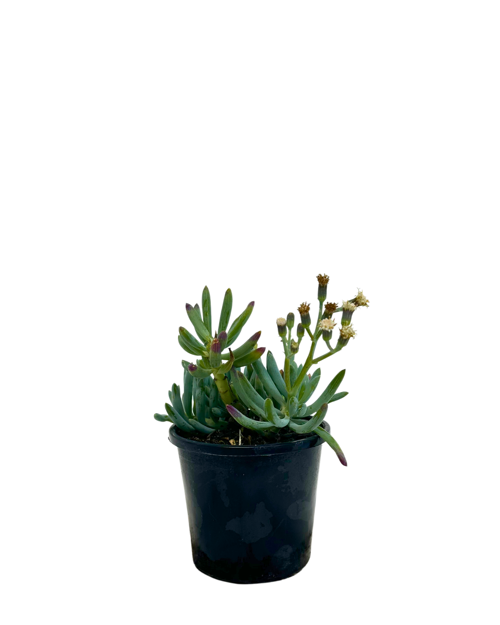Senecio Blue Chalk Sticks