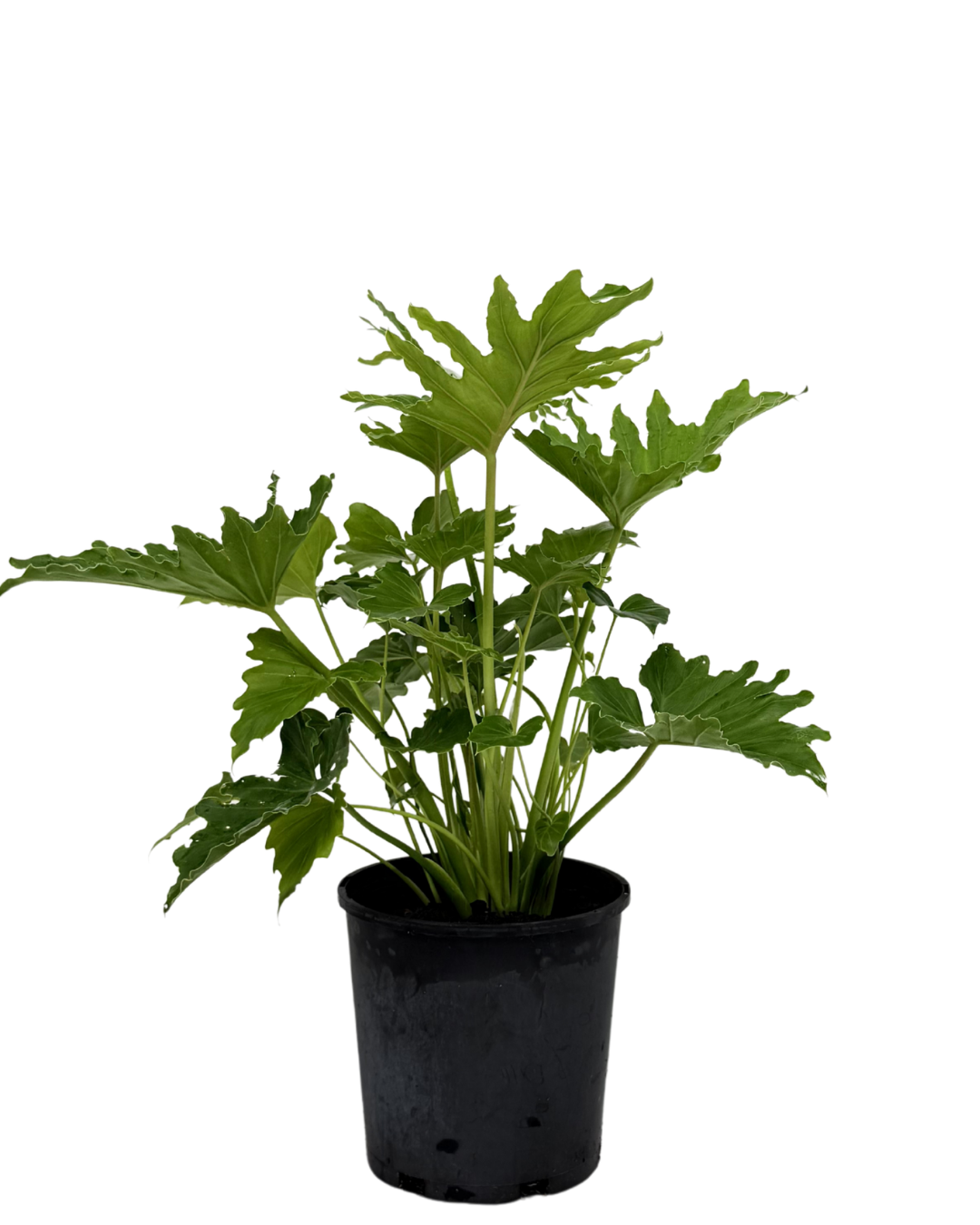 Philodendron Shangri La