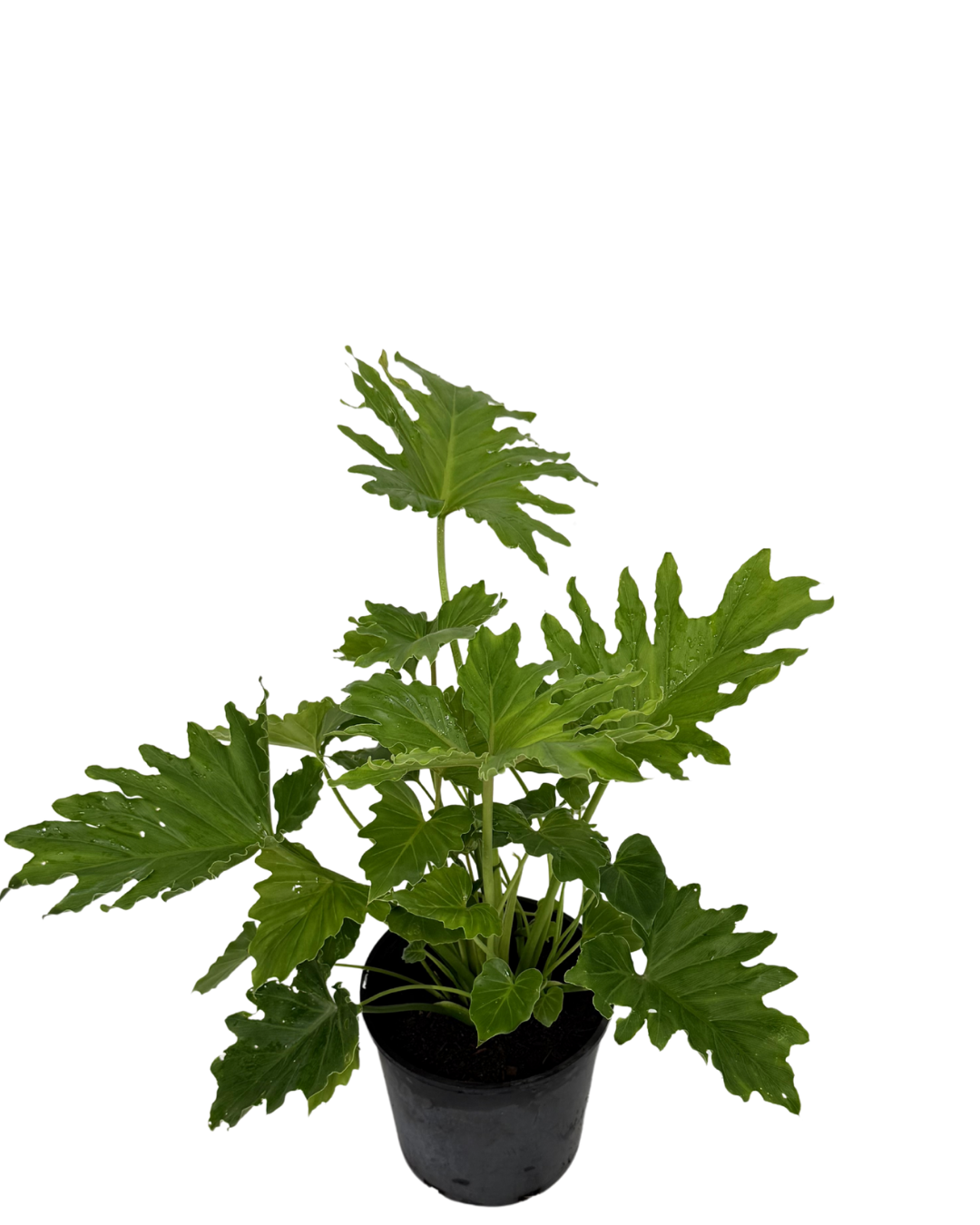 Philodendron Shangri La