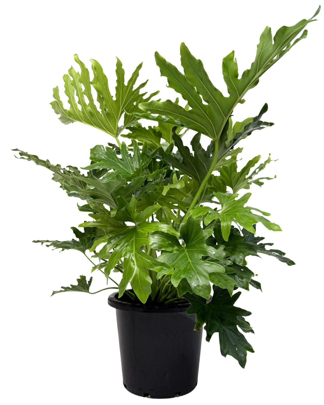 Philodendron Hope