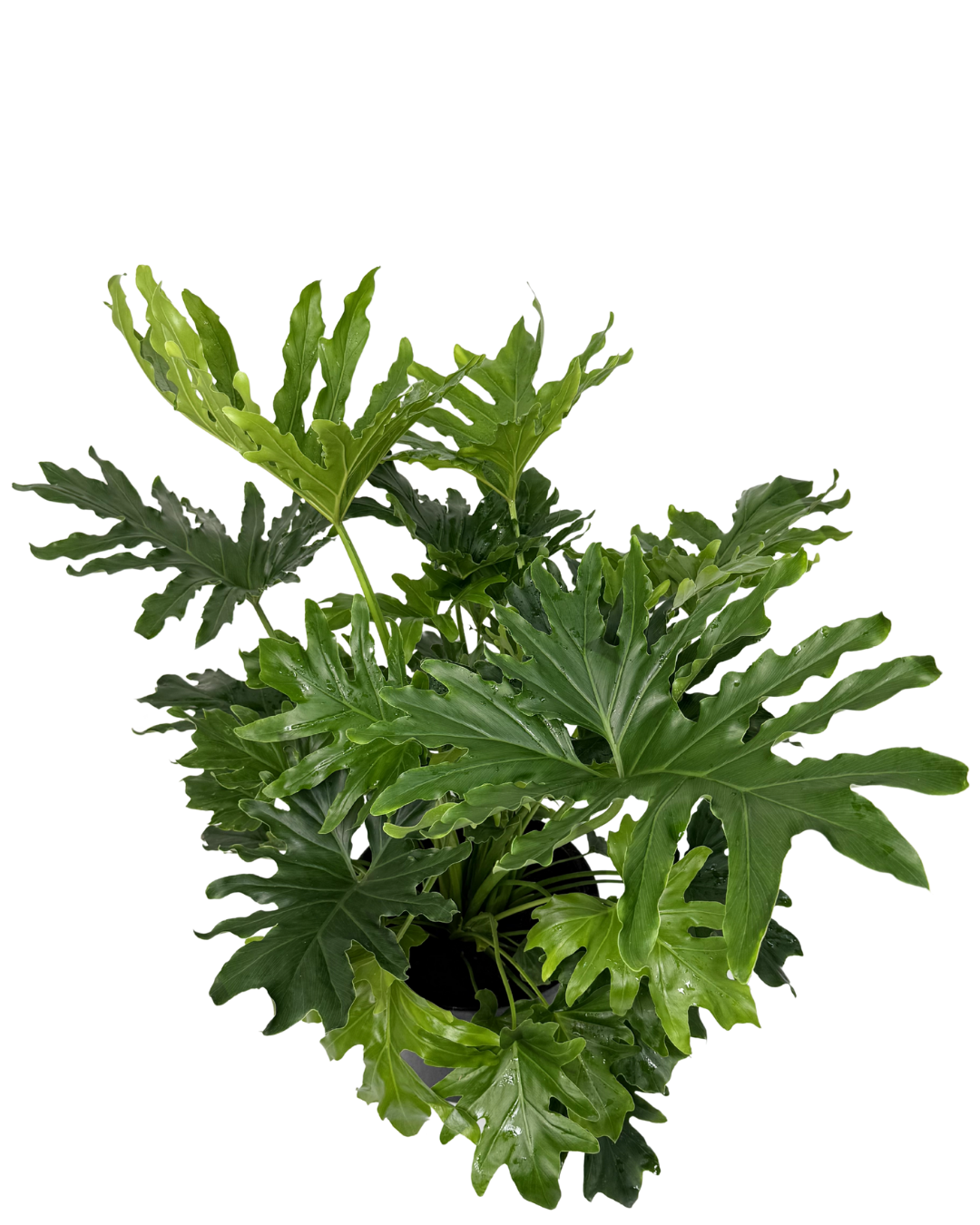 Philodendron Hope