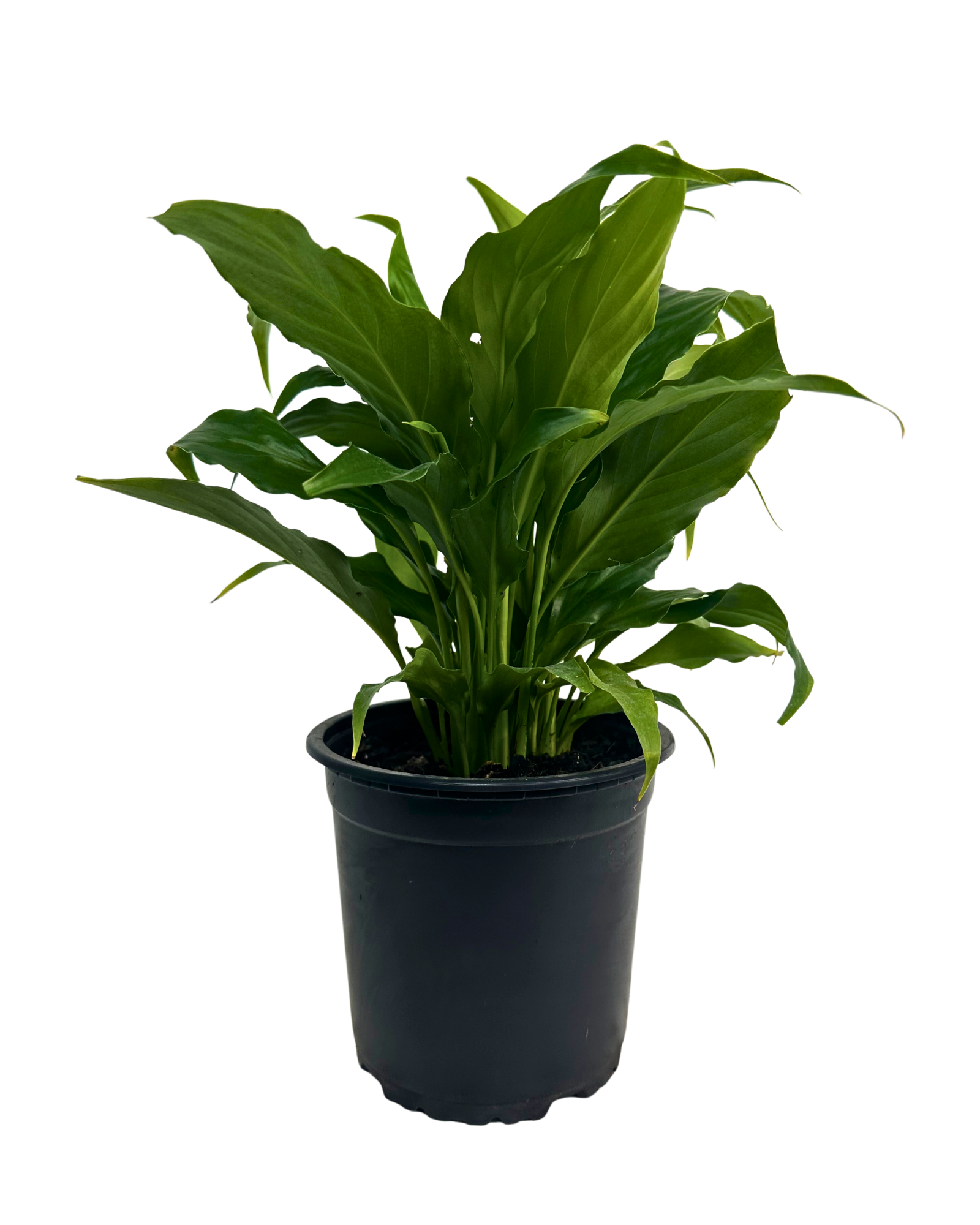 Spathiphyllum Chico