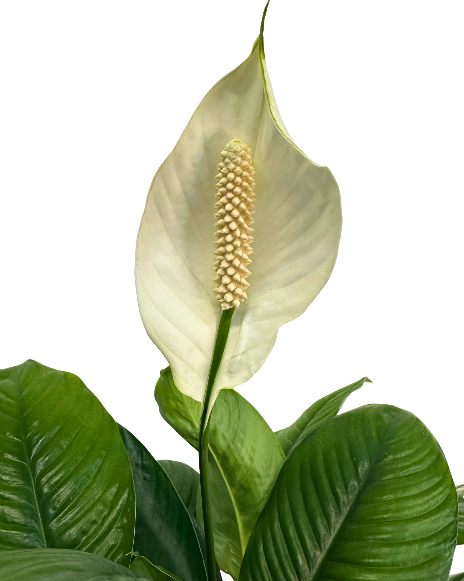 Spathiphyllum Sensation