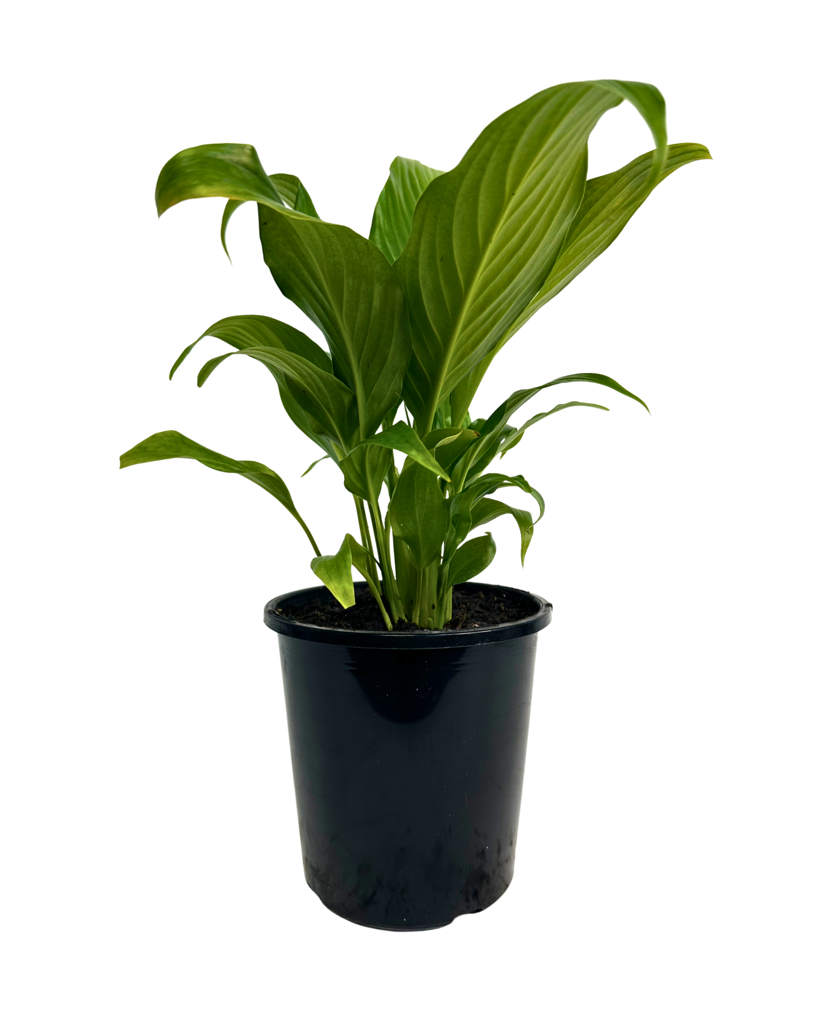 Spathiphyllum Sweet Romano
